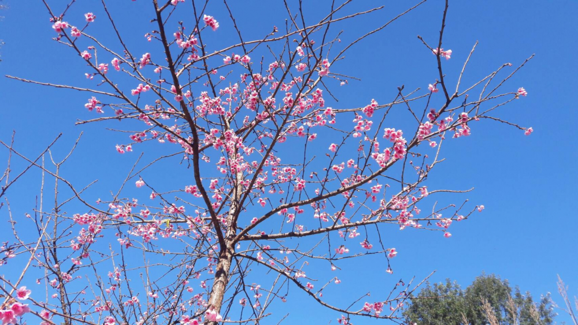 Chiang Mai cherry trees blossom for New Year