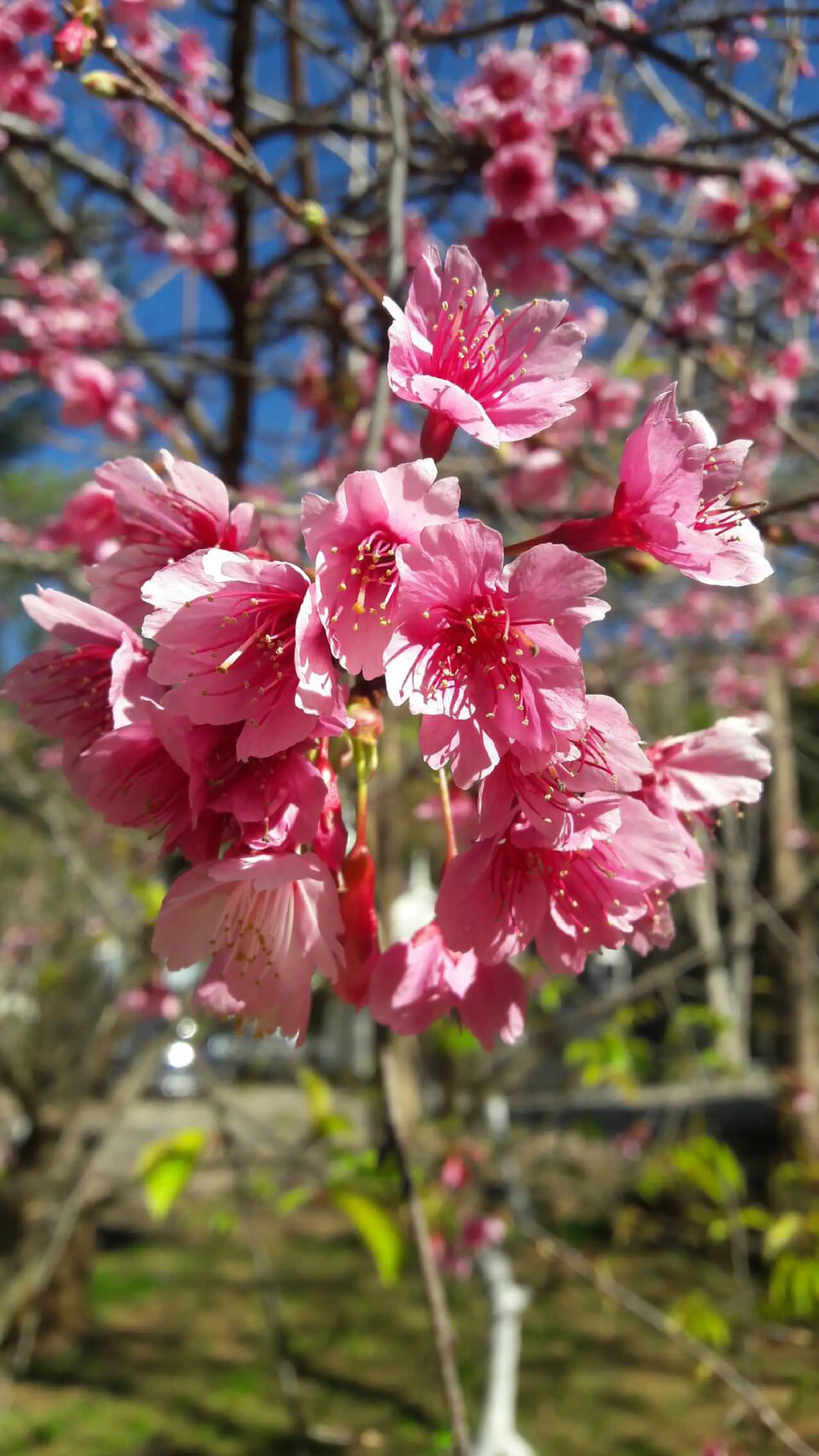 Chiang Mai cherry trees blossom for New Year