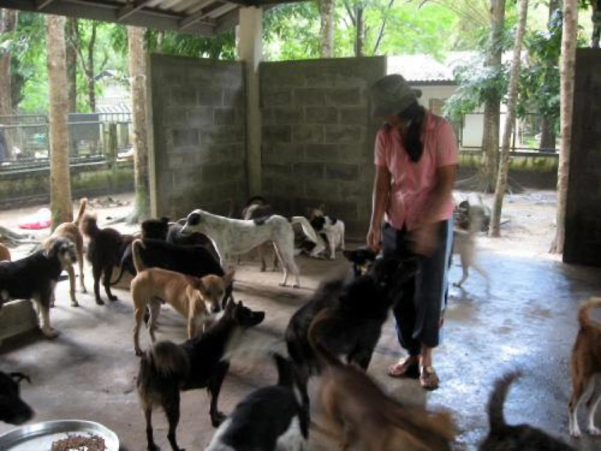 Phuket Governor checks on renovations to stray-dog shelter