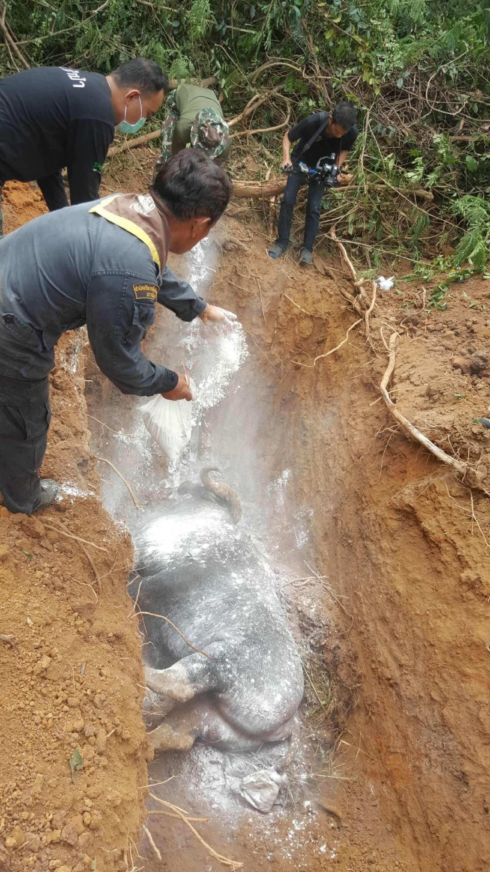 Gaur hit by truck in Nakhon Ratchasima dies from its injuries