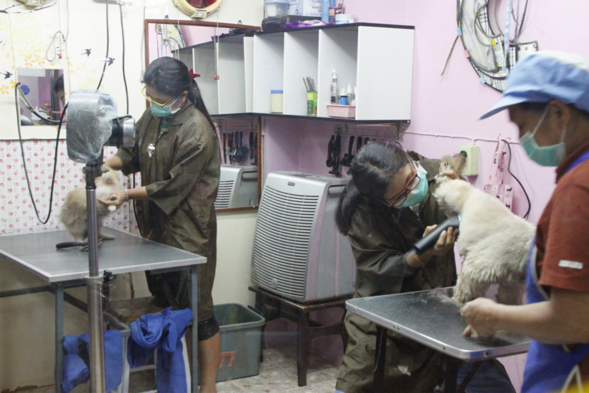 Dog grooming shop fleeced me, says angry owner
