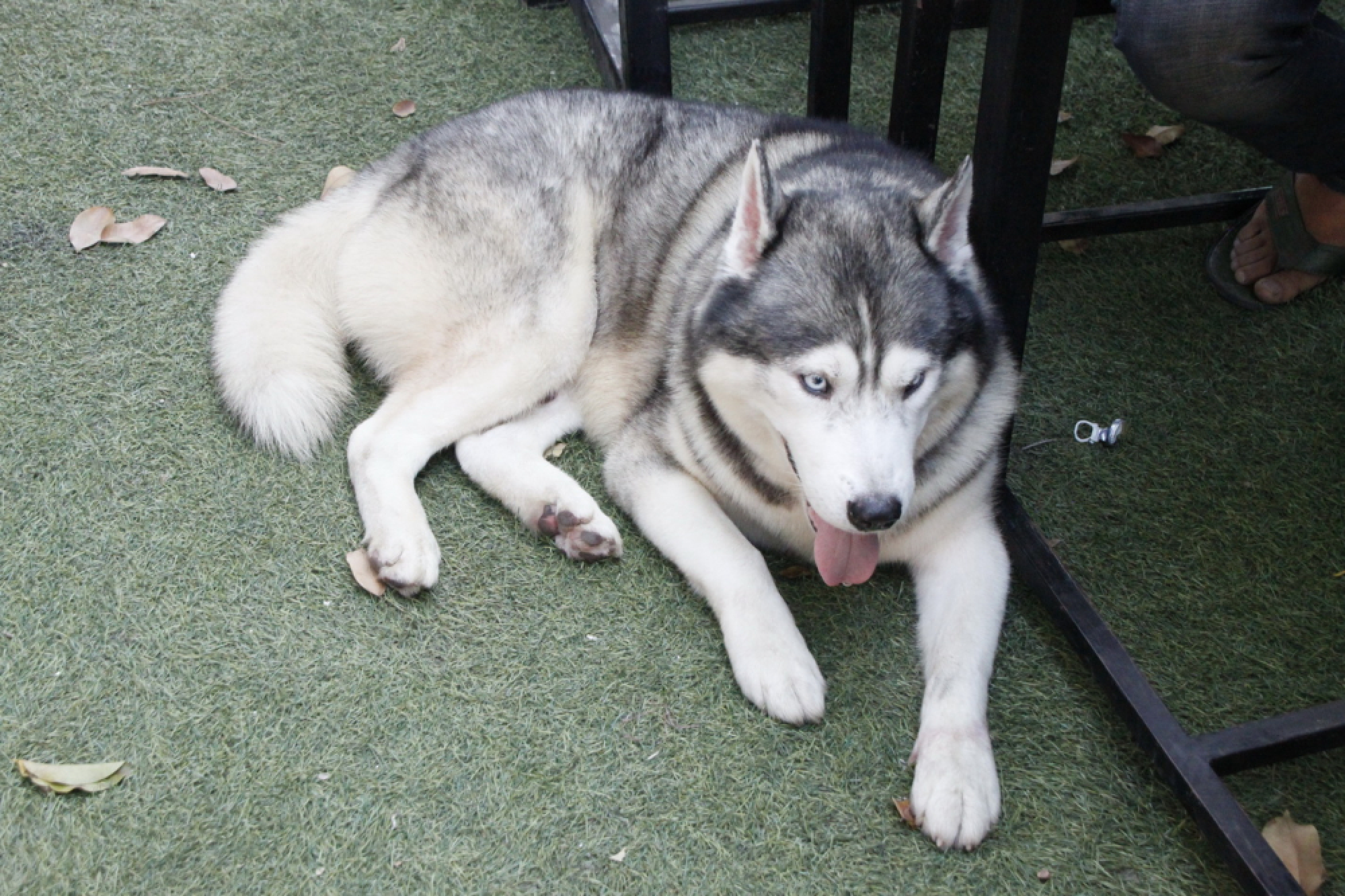 Dog grooming shop fleeced me, says angry owner