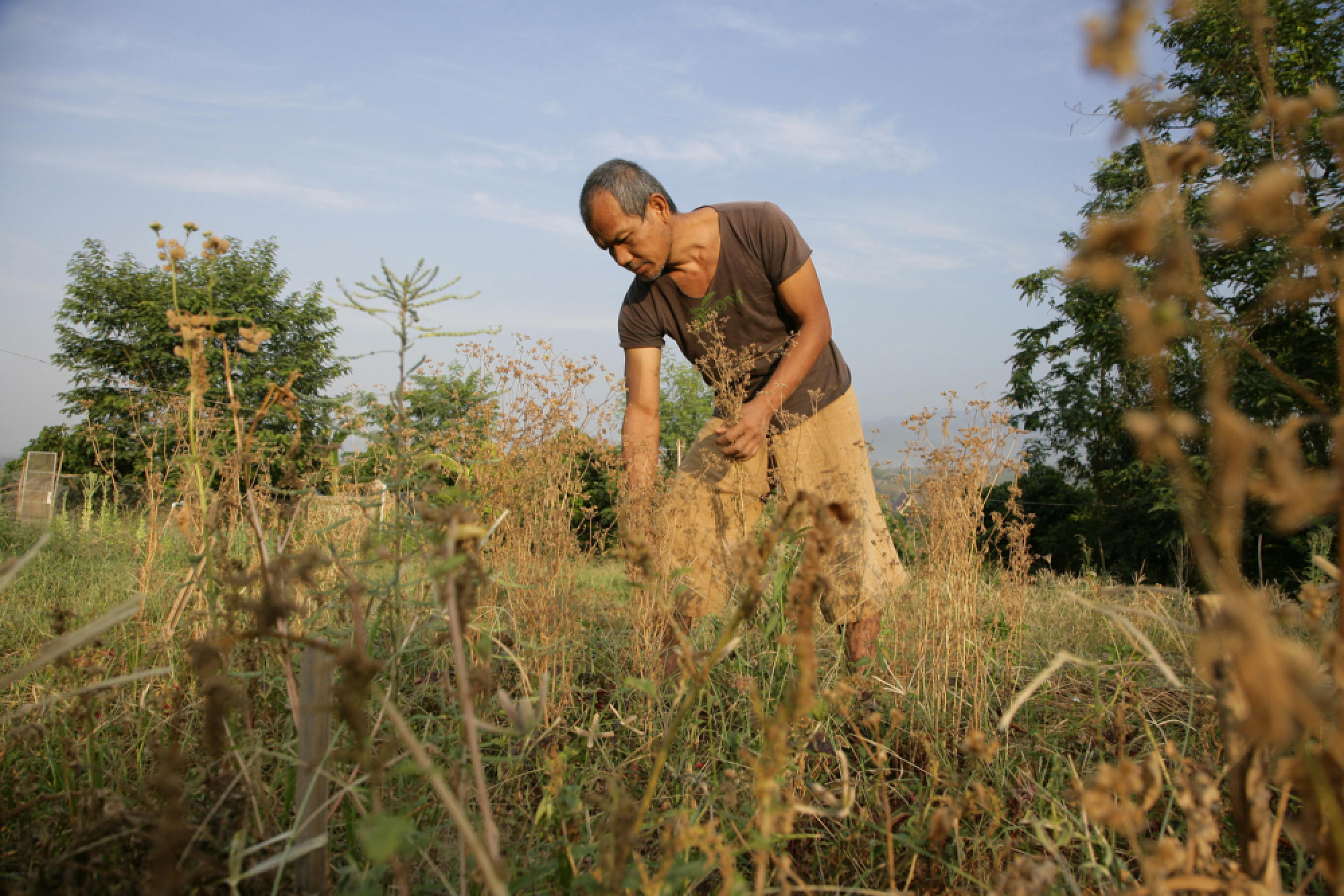 Jon Jandai selects seeds from the plants at Pun Pun organic farm in Chiang Mai, Thailand’s north.