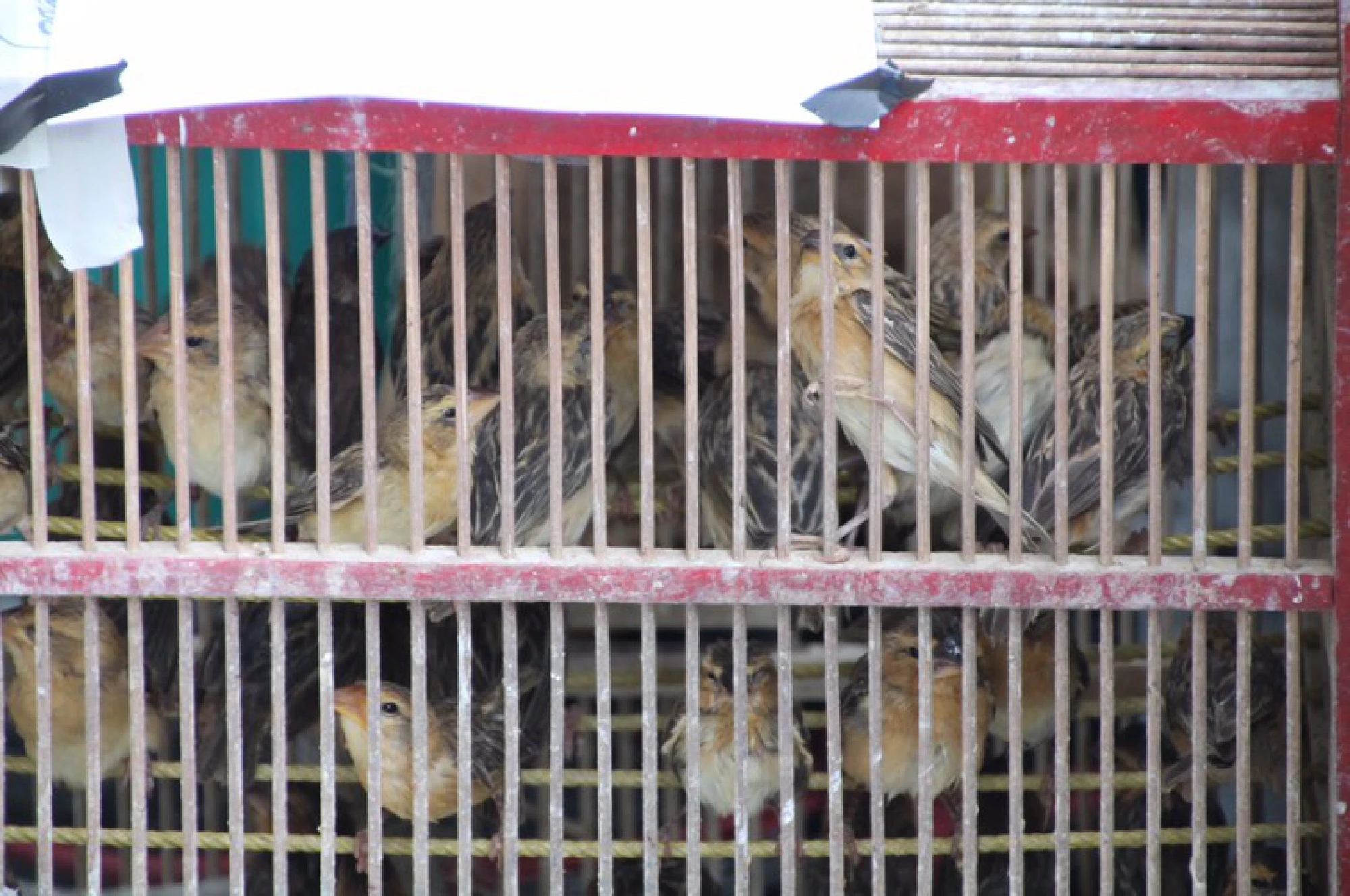 Ten arrested for wildlife trading near Bangkok temples