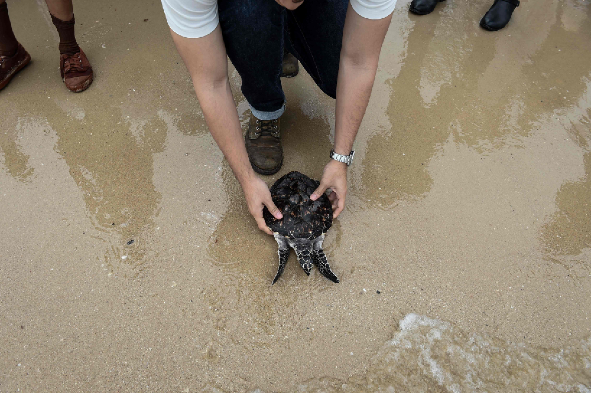 New life for turtles is birthday gift to King