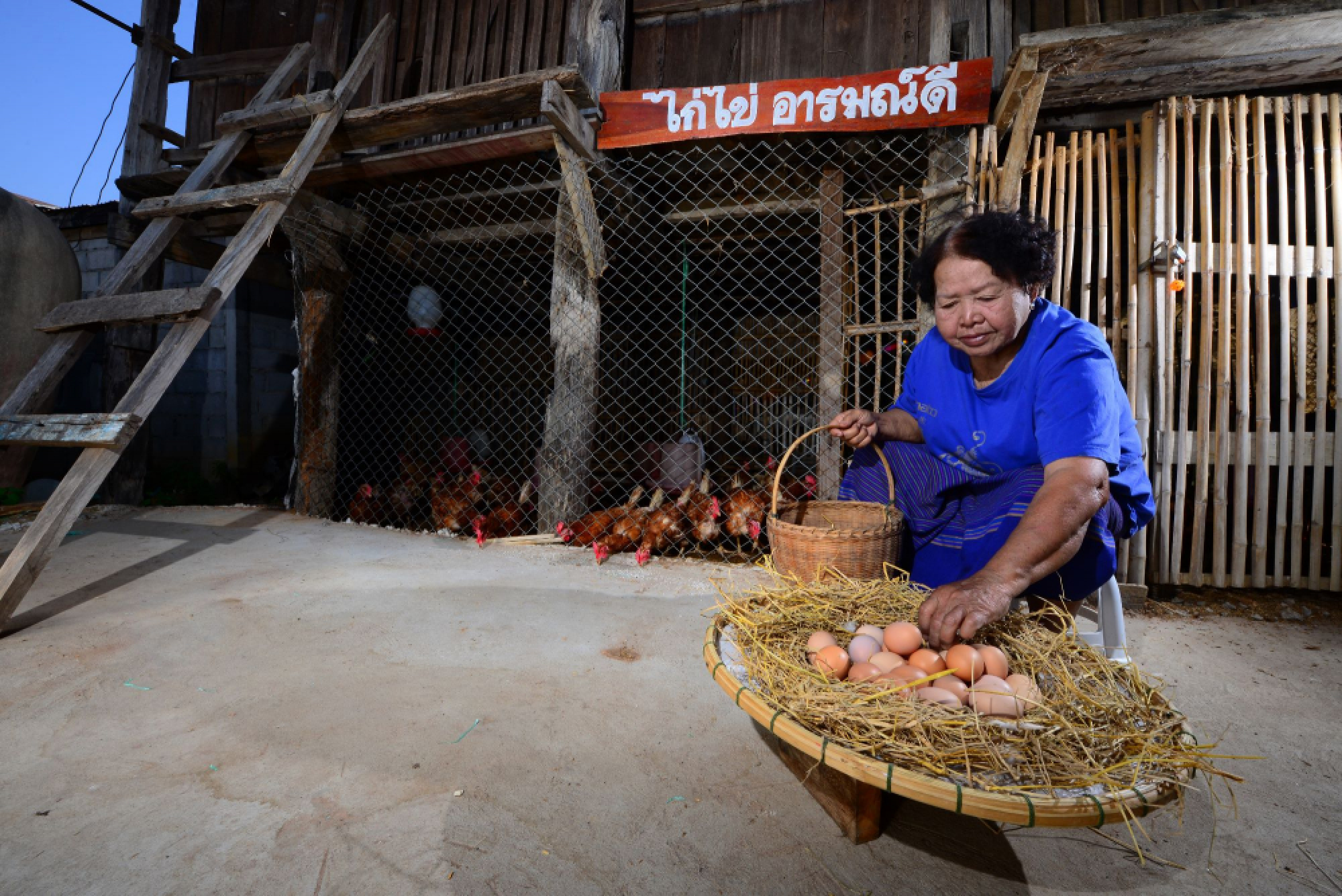 Moderation, prudence and NEW-THEORY AGRICULTURE