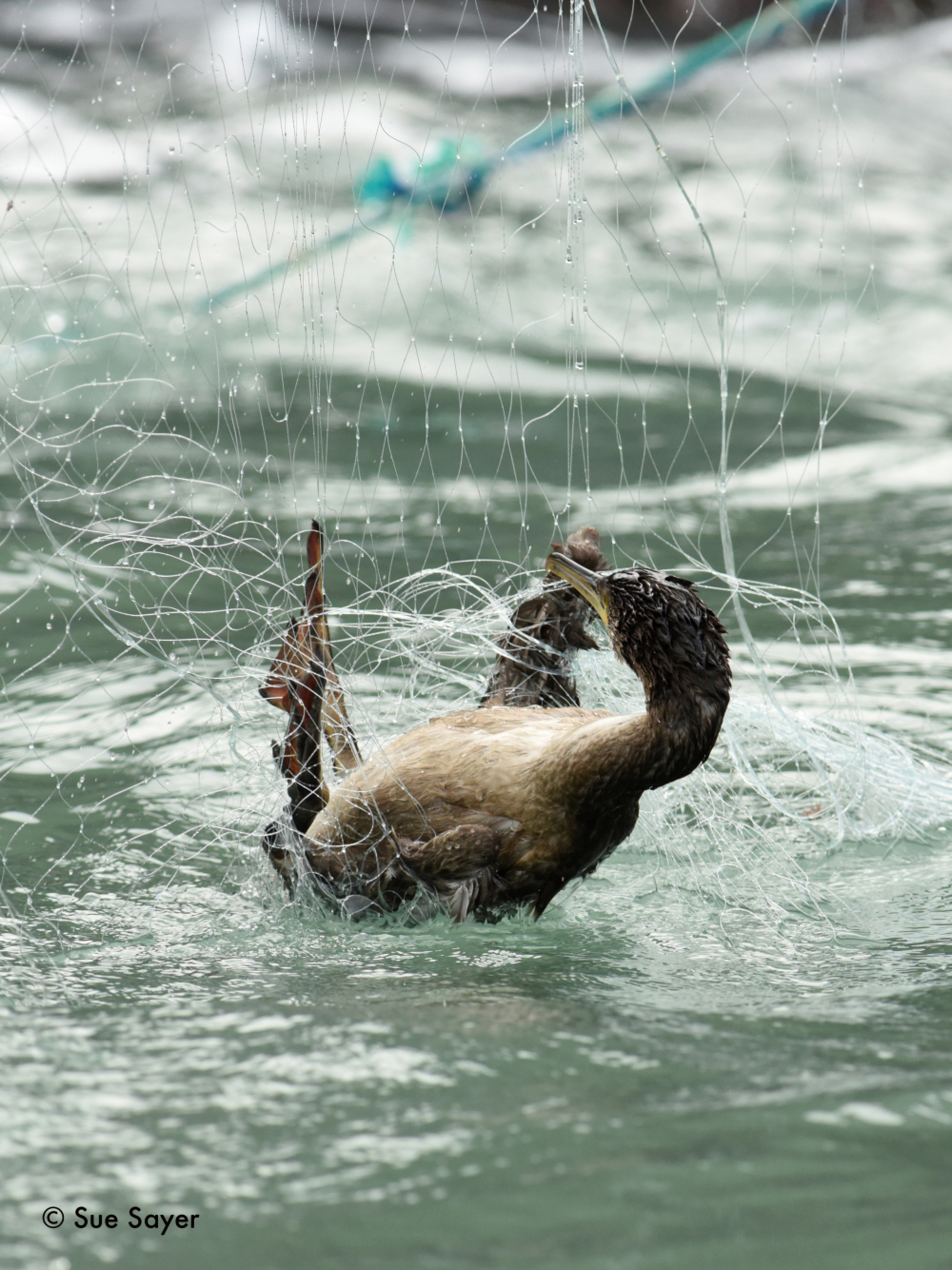  A call to save our seas