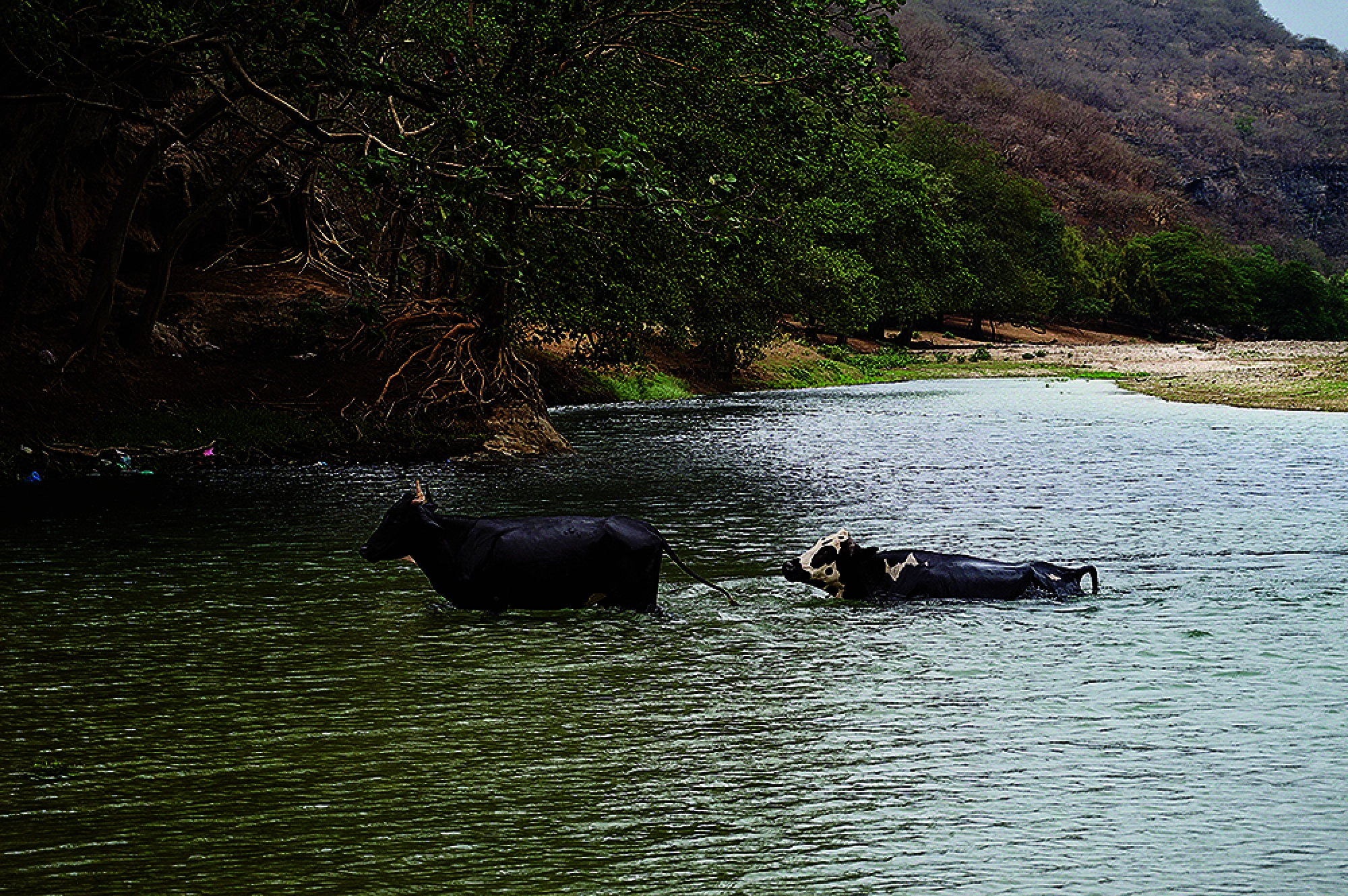 Splendour in Salalah
