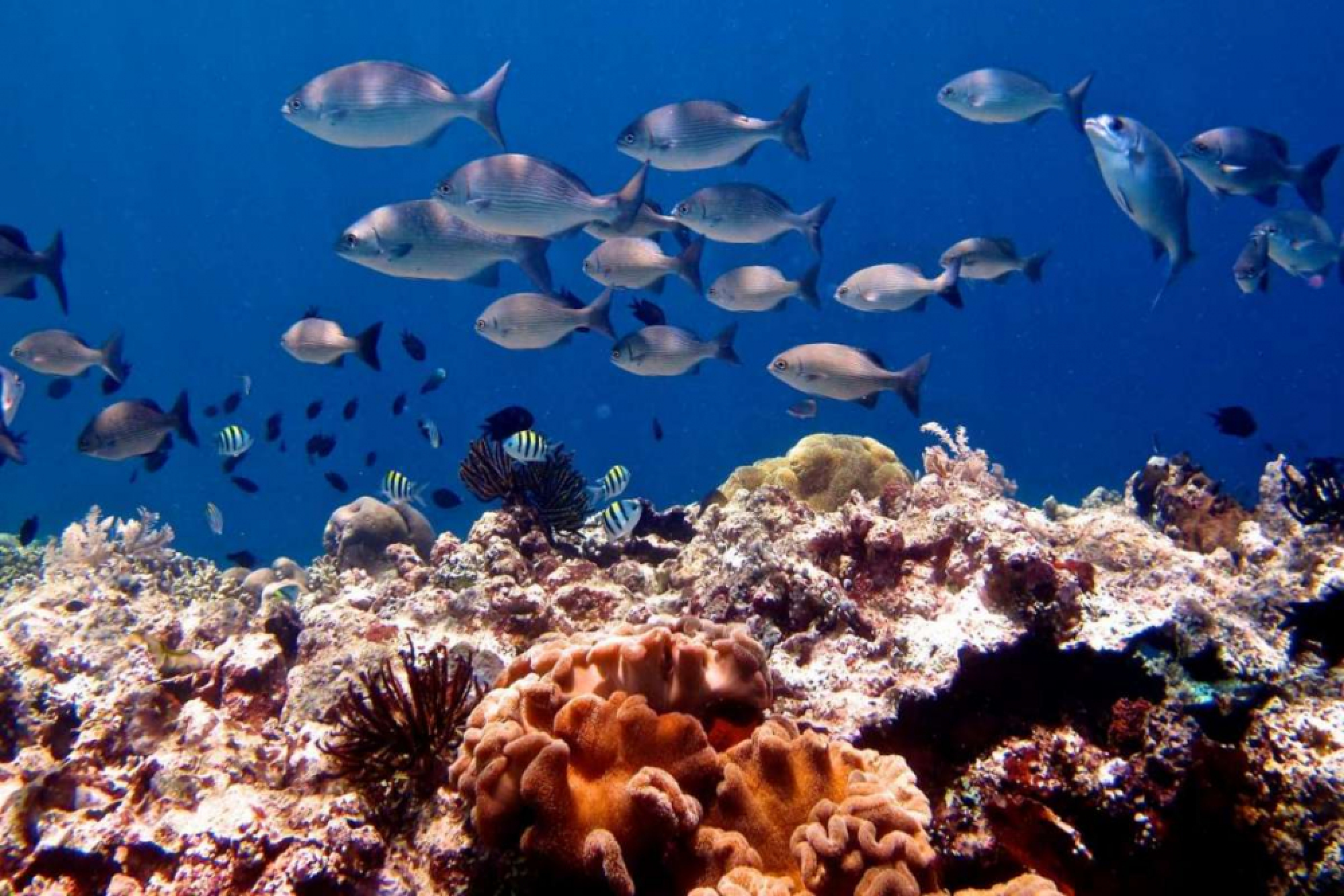 Life on the wild side 