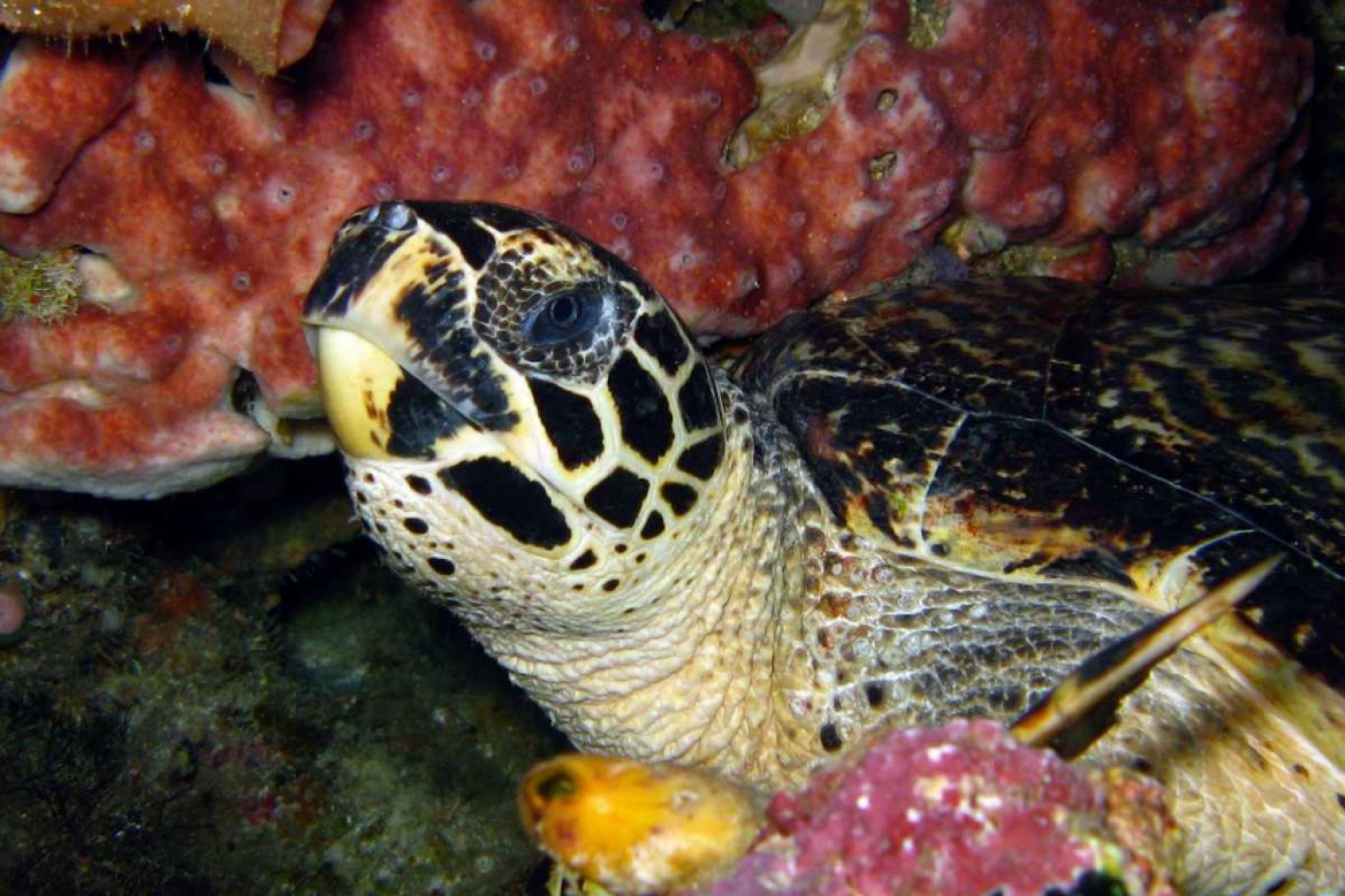 Life on the wild side 