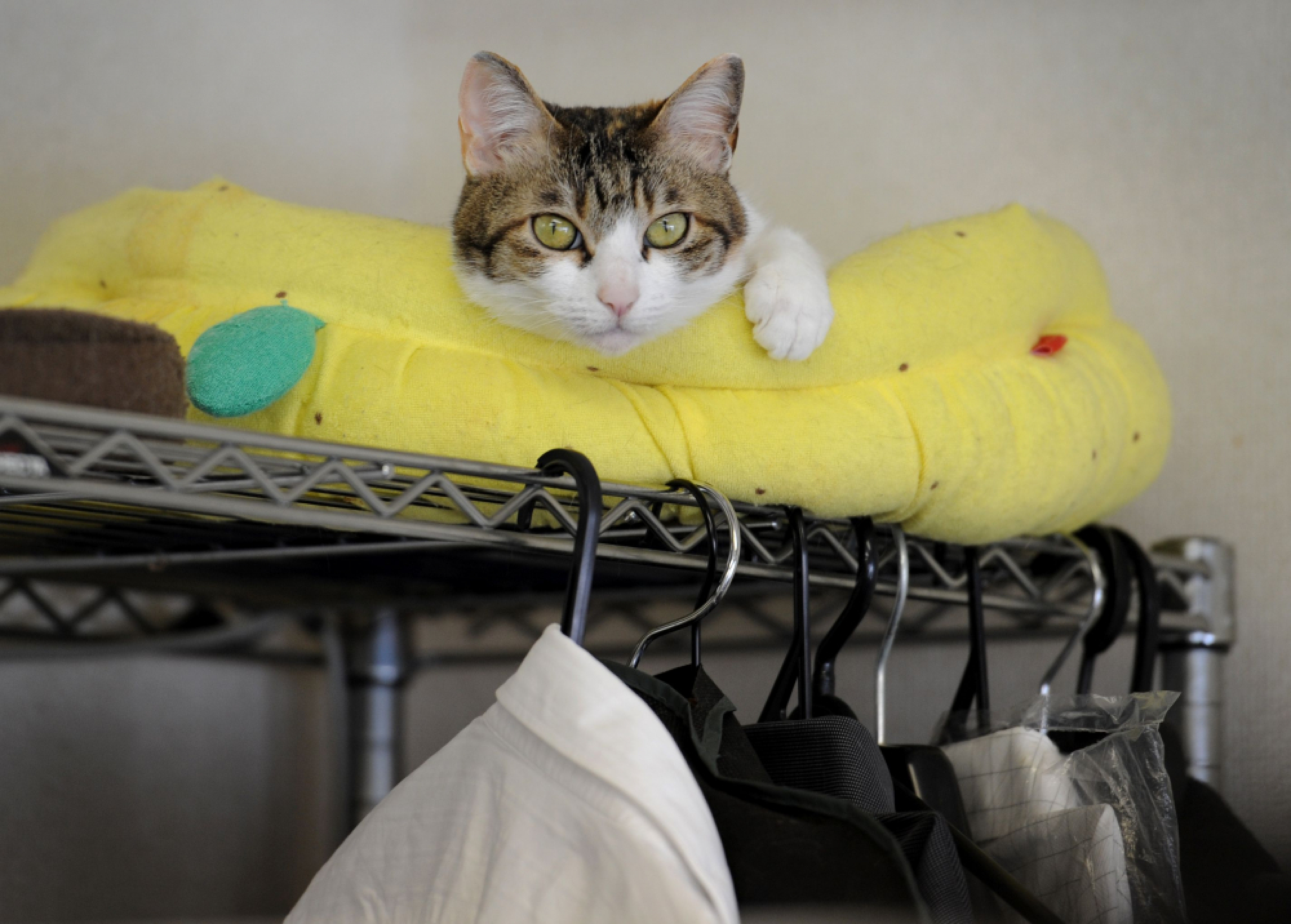 Feline good