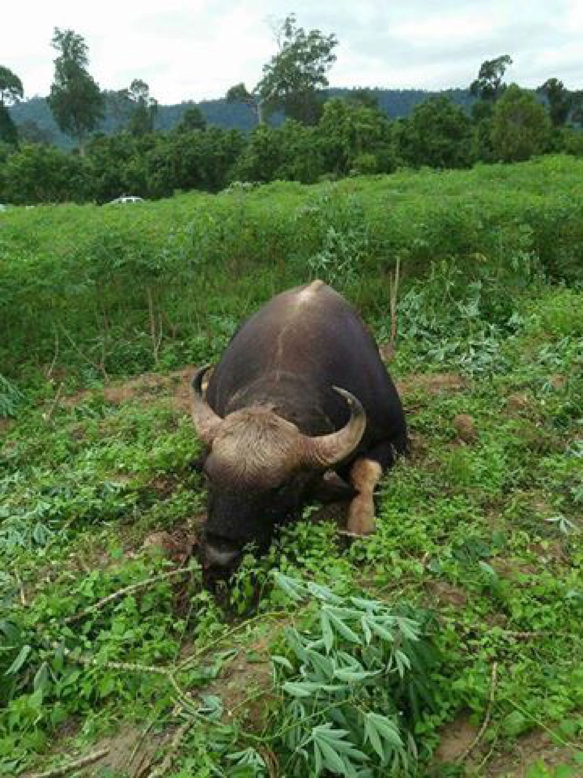 Police investigating farmers for death of wild gaur near park