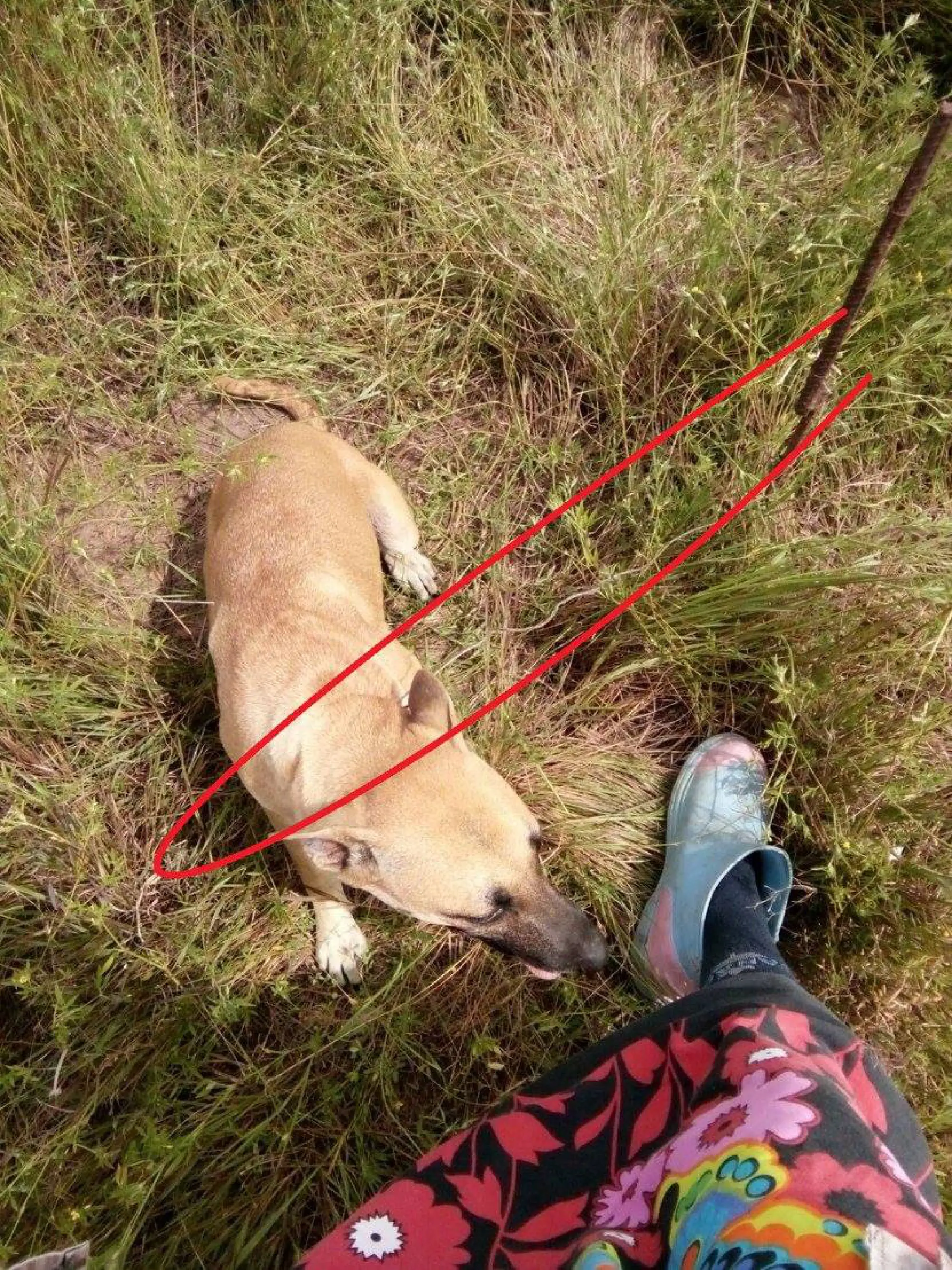Dog escapes slaughter for meat in Chachoengsao