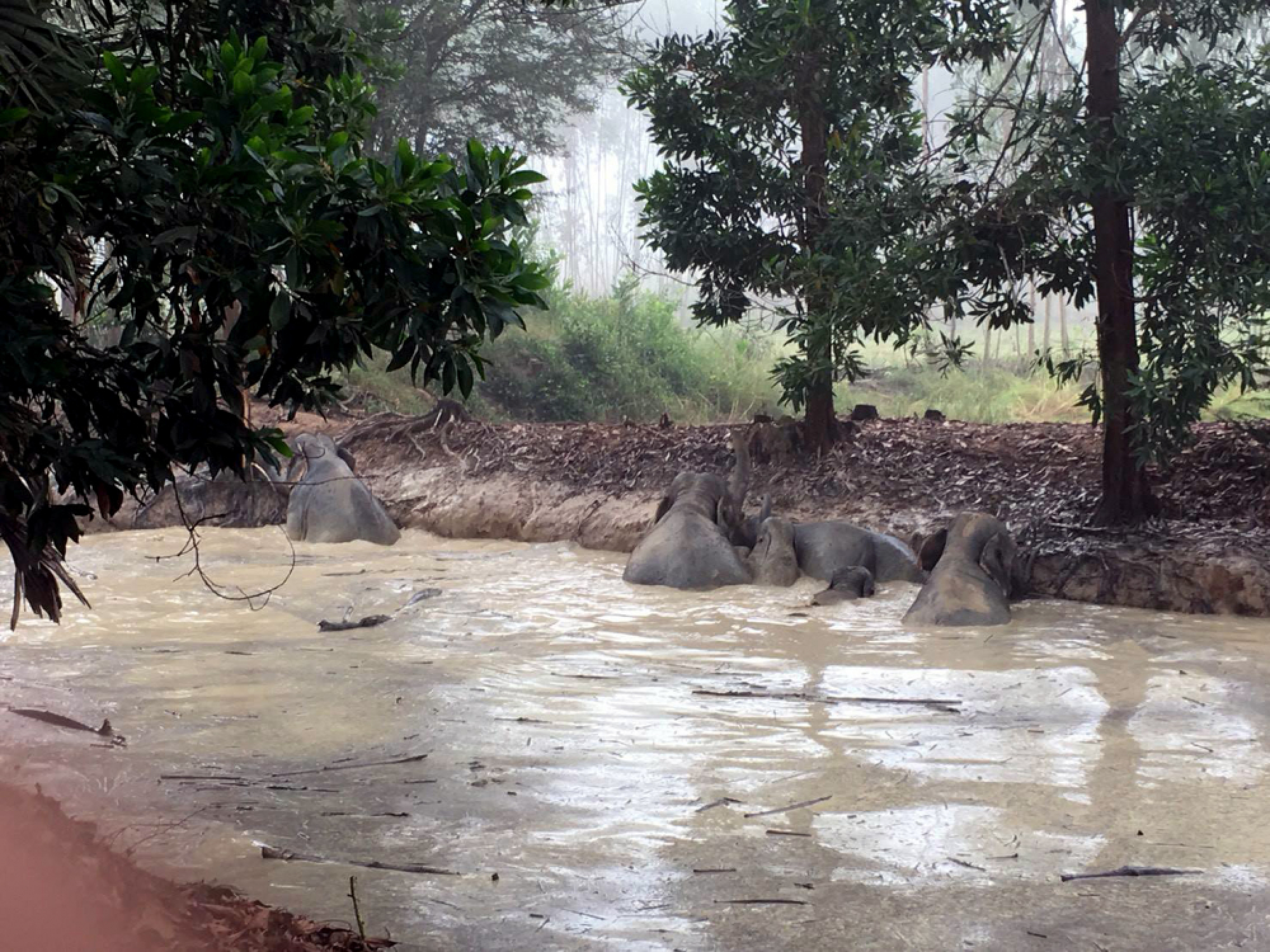 Elephants rescued after falling into steep-sided pond at night