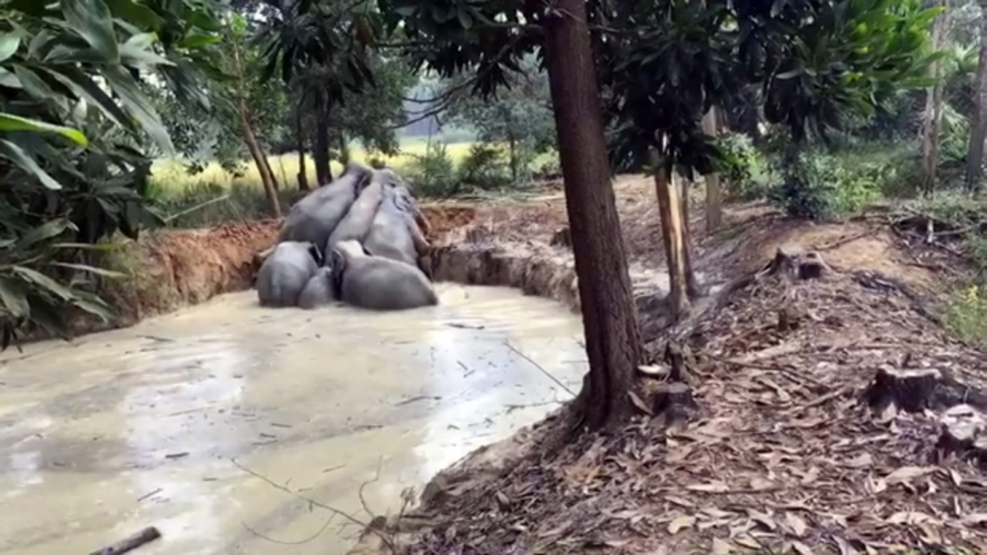 Elephants rescued after falling into steep-sided pond at night