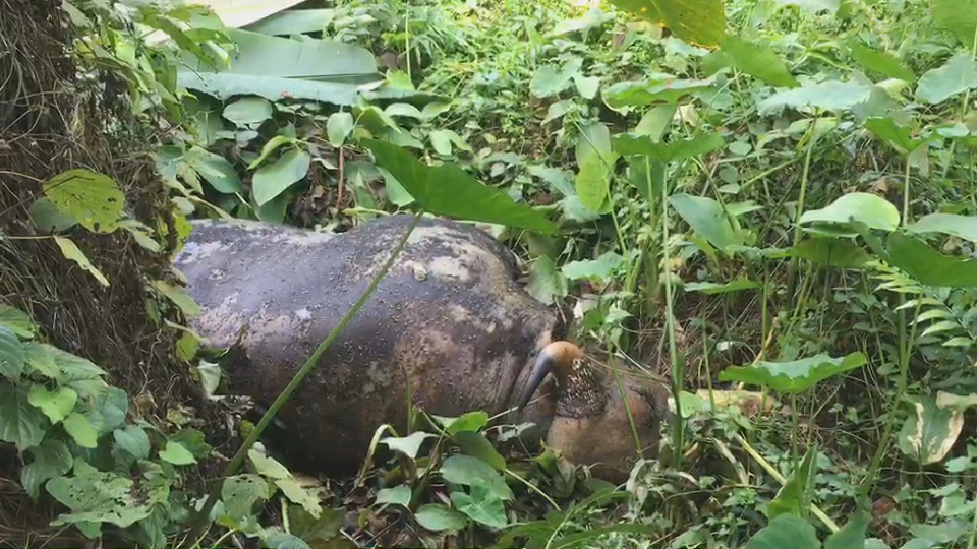 Two more rare gaurs found killed near wildlife sanctuary
