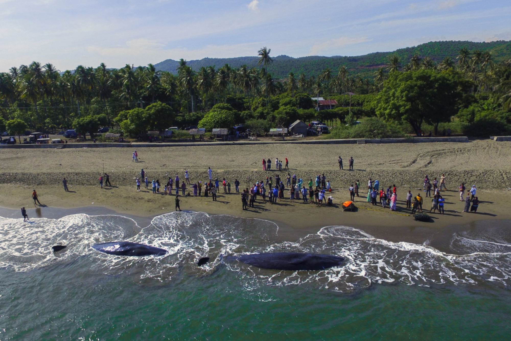 Four sperm whales die in Indonesia beach rescue