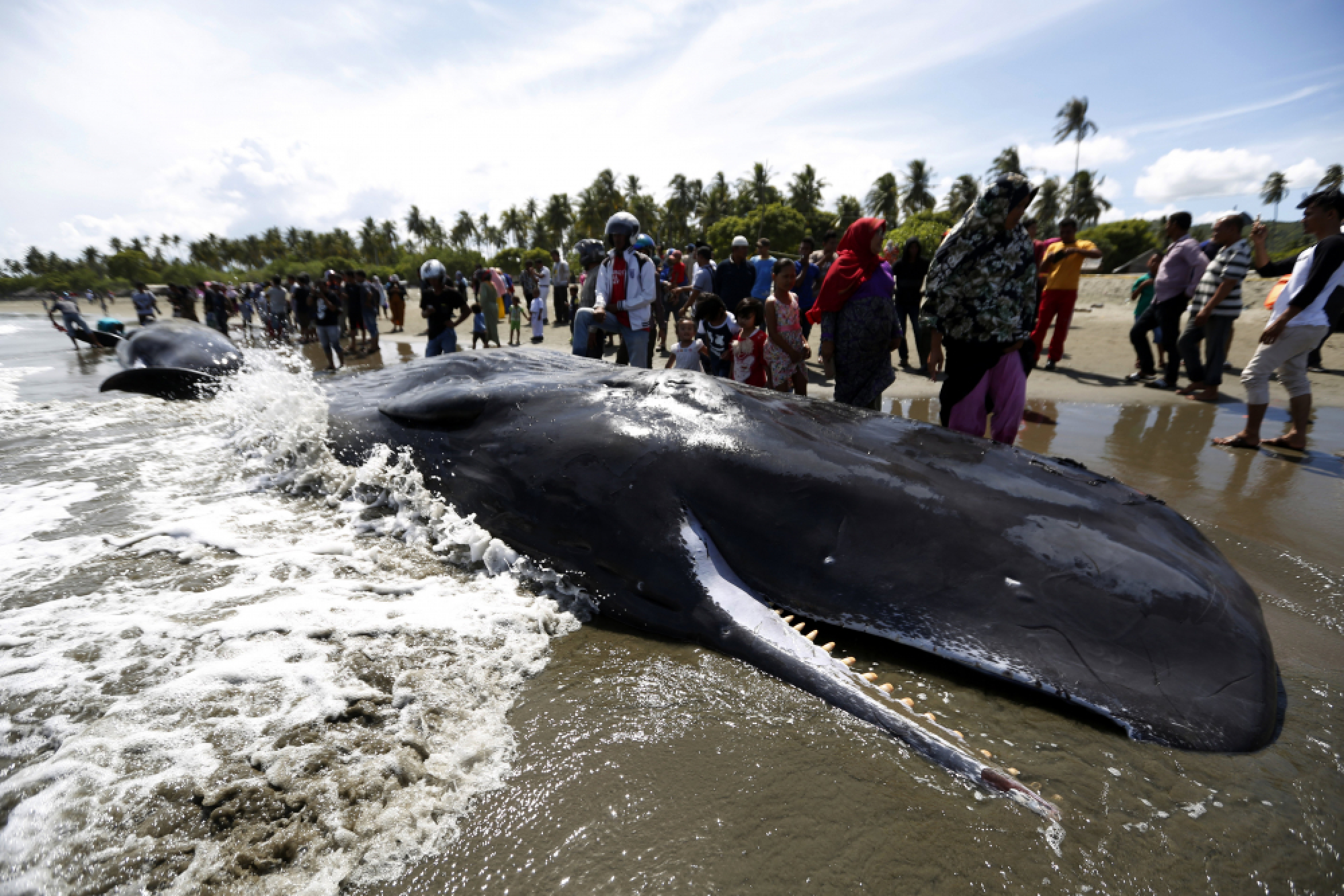 Four sperm whales die in Indonesia beach rescue