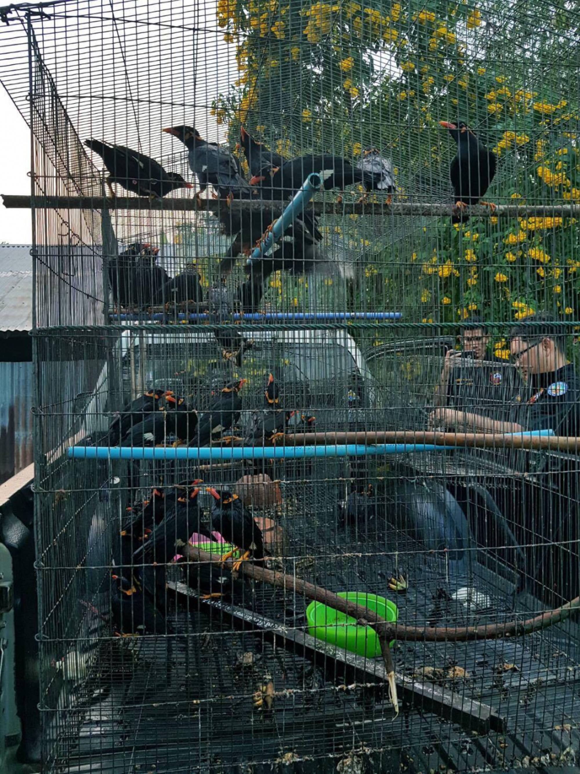 Brothers arrested for selling rare birds online