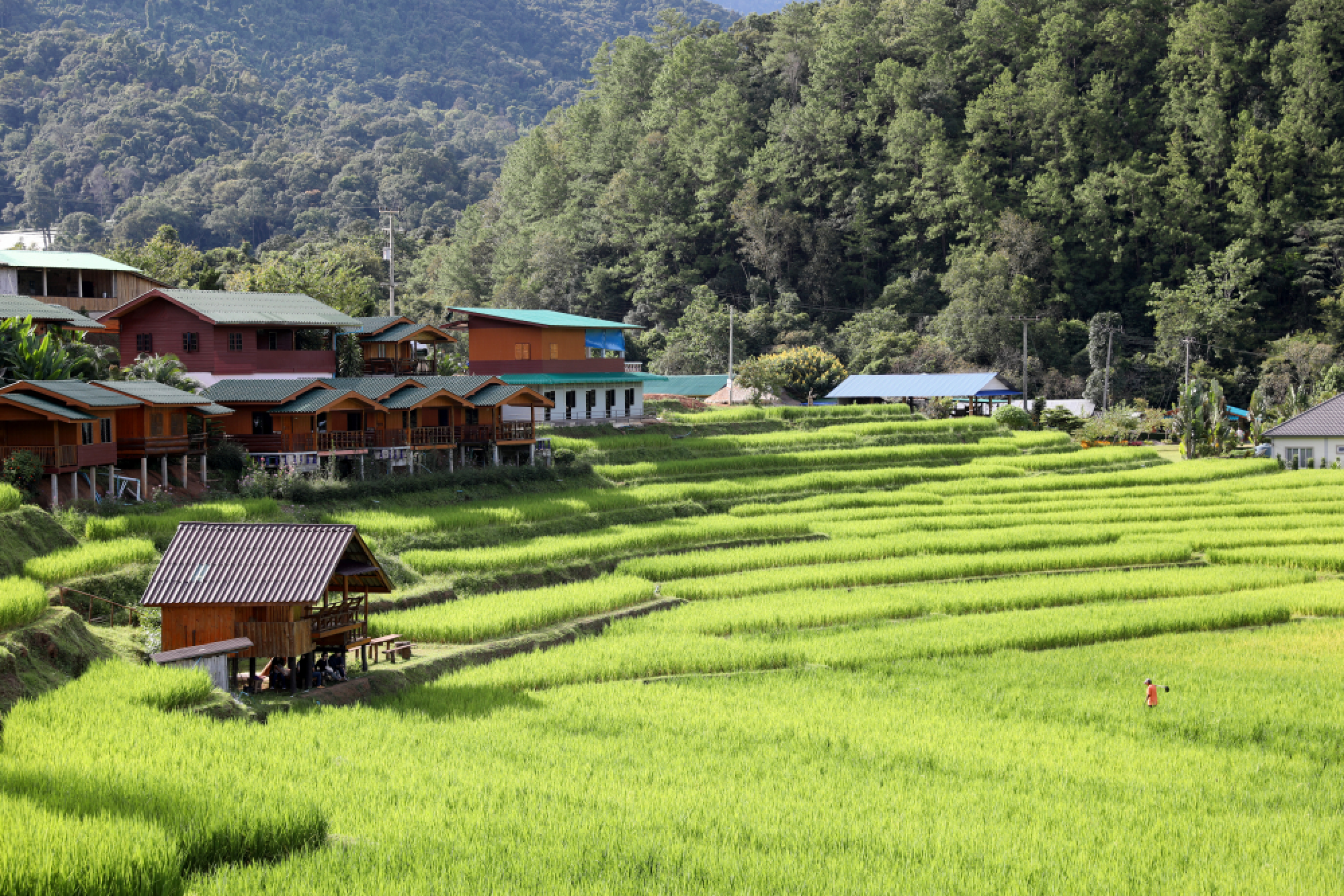 Royal food on your table