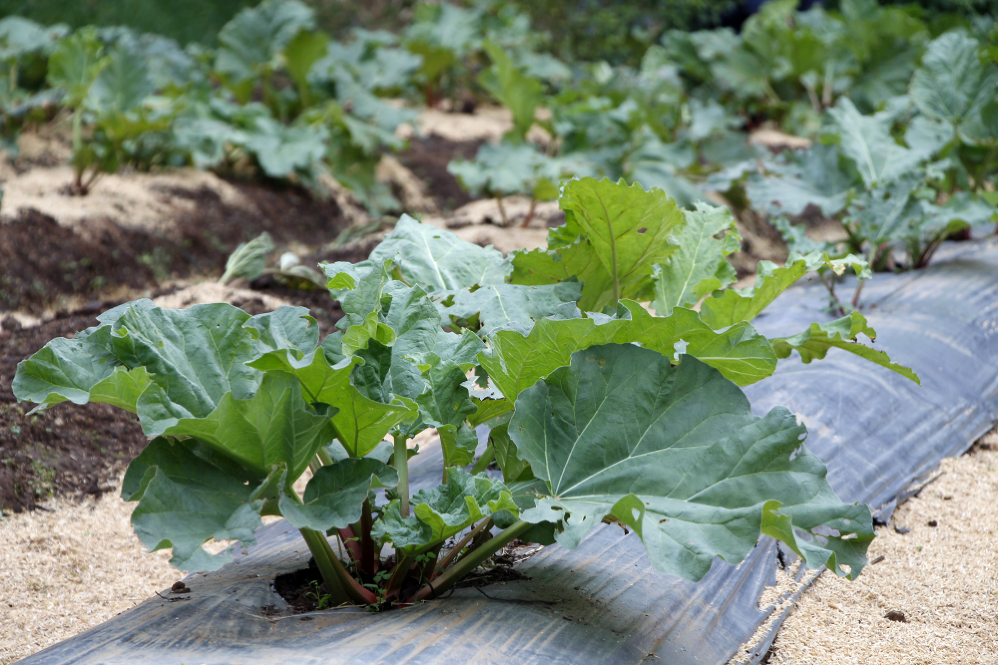 Royal food on your table