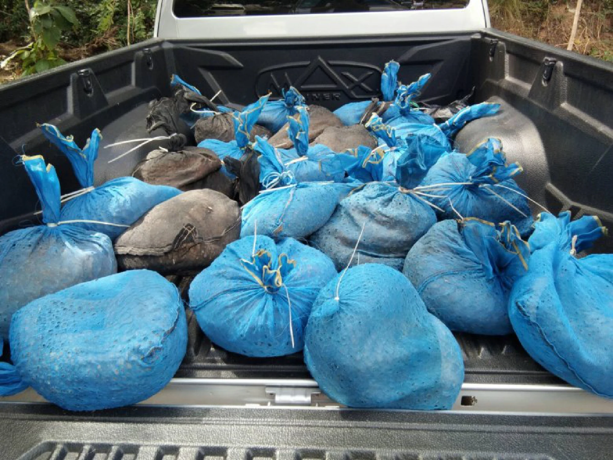 Two arrested for trying to smuggle 105 pangolins into Laos