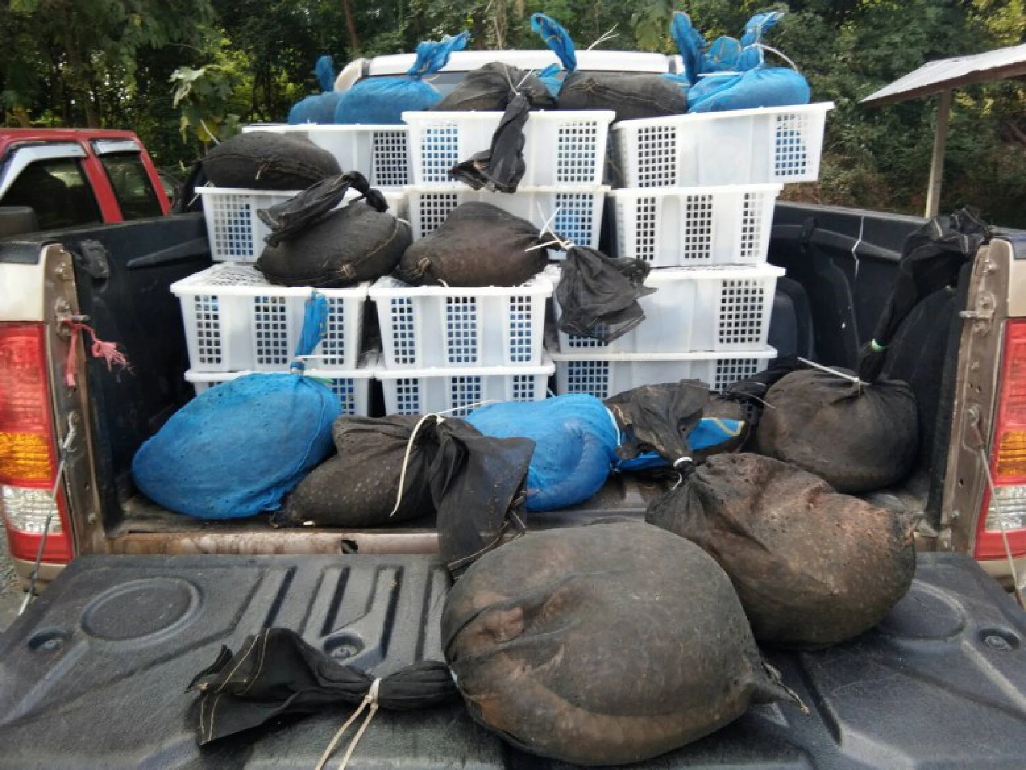 Two arrested for trying to smuggle 105 pangolins into Laos