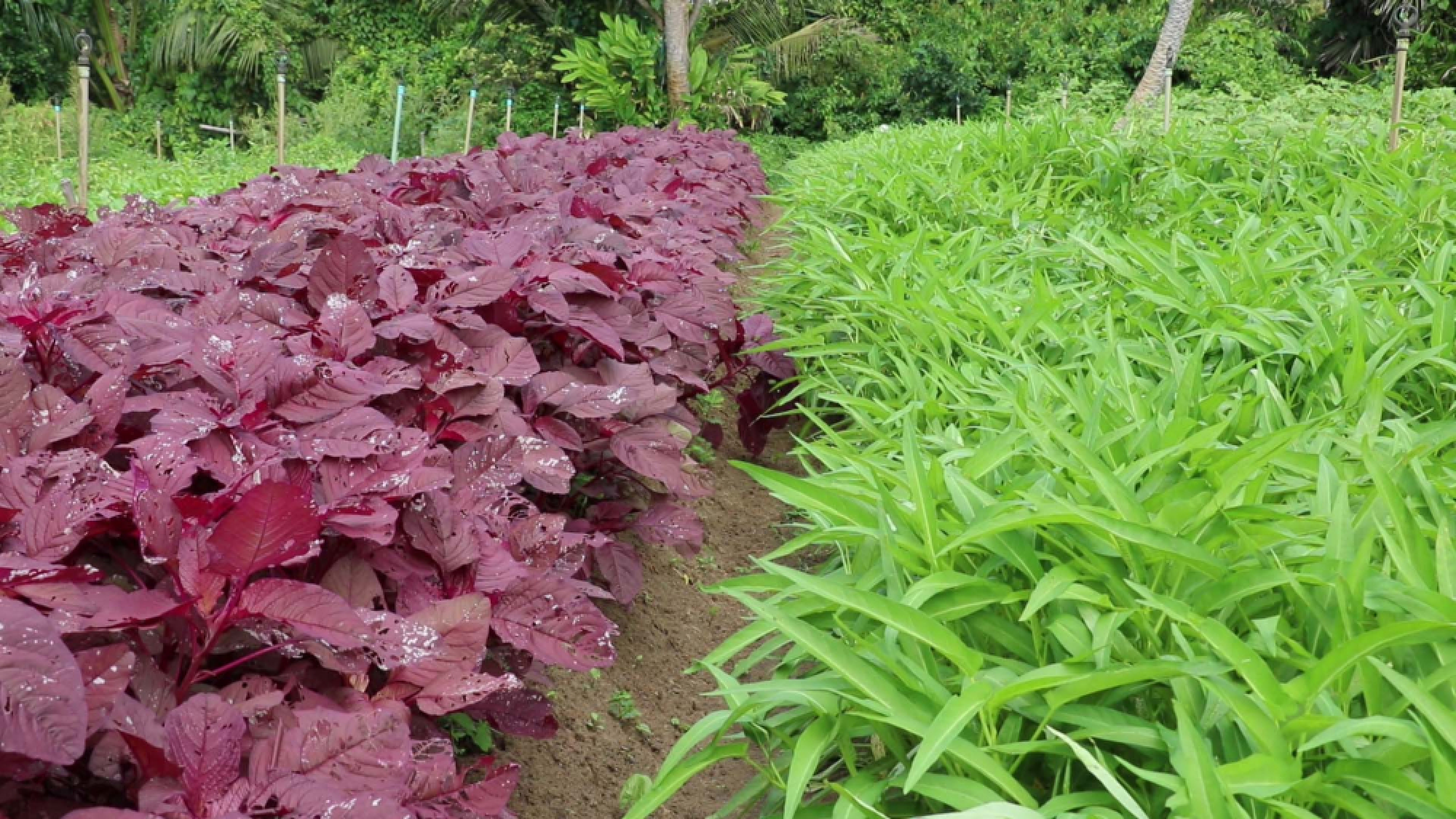 Lawsuit against govt planned as toxins found on popular vegetables