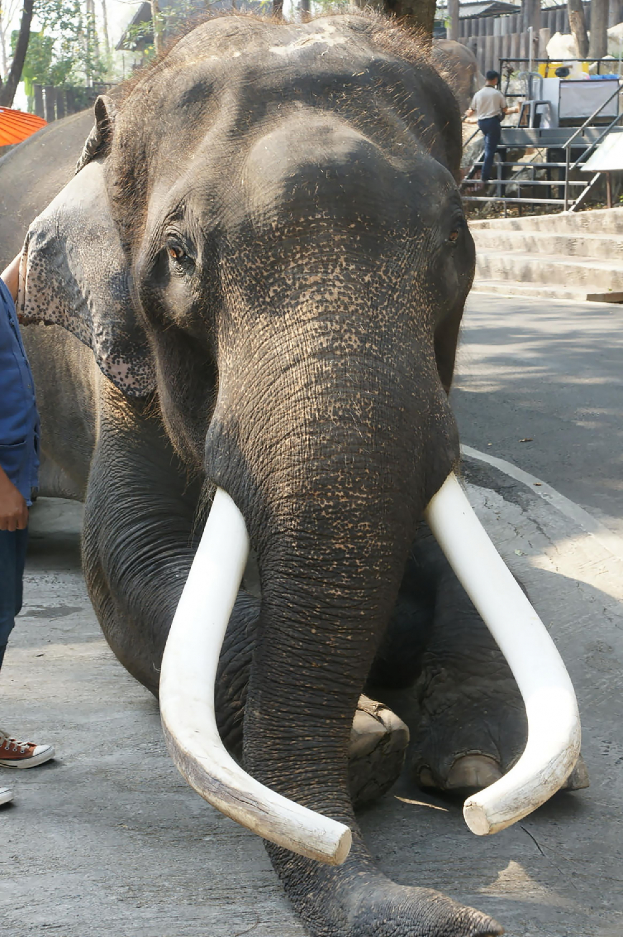 Celebrity elephant kills owner in Chiang Mai Zoo