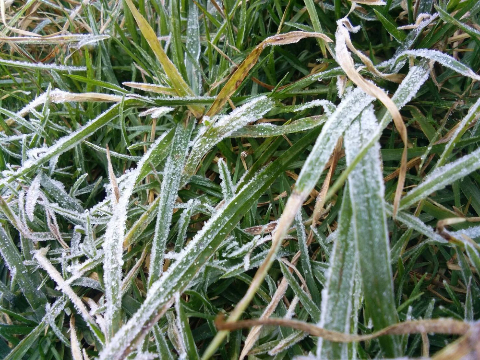 Frost drapes Doi Inthanon three consecutive mornings