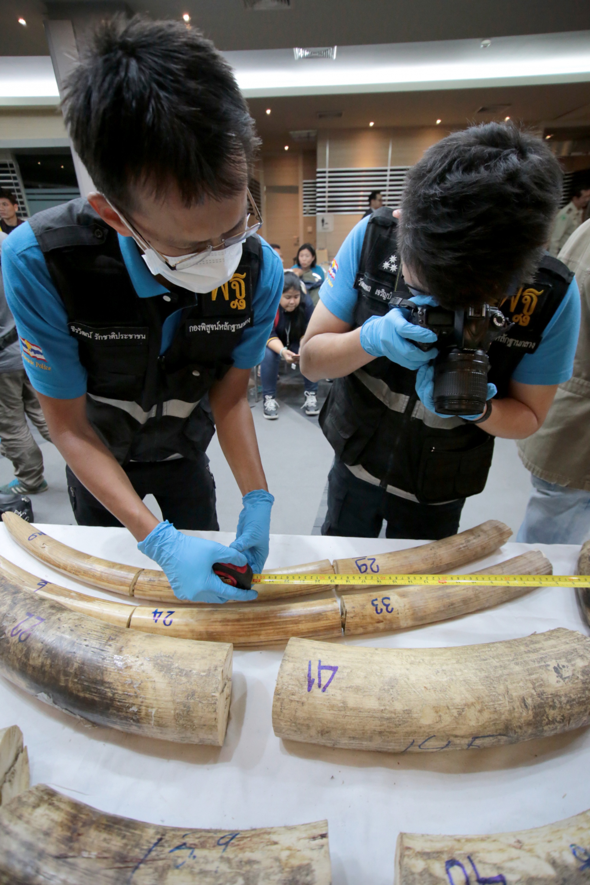 Haul of 116 kilograms of ivory and pangolin scales seized