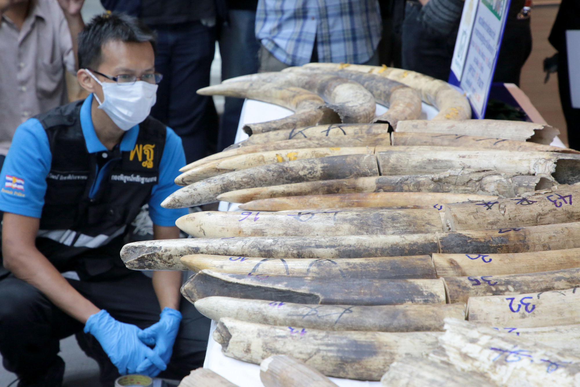 Haul of 116 kilograms of ivory and pangolin scales seized