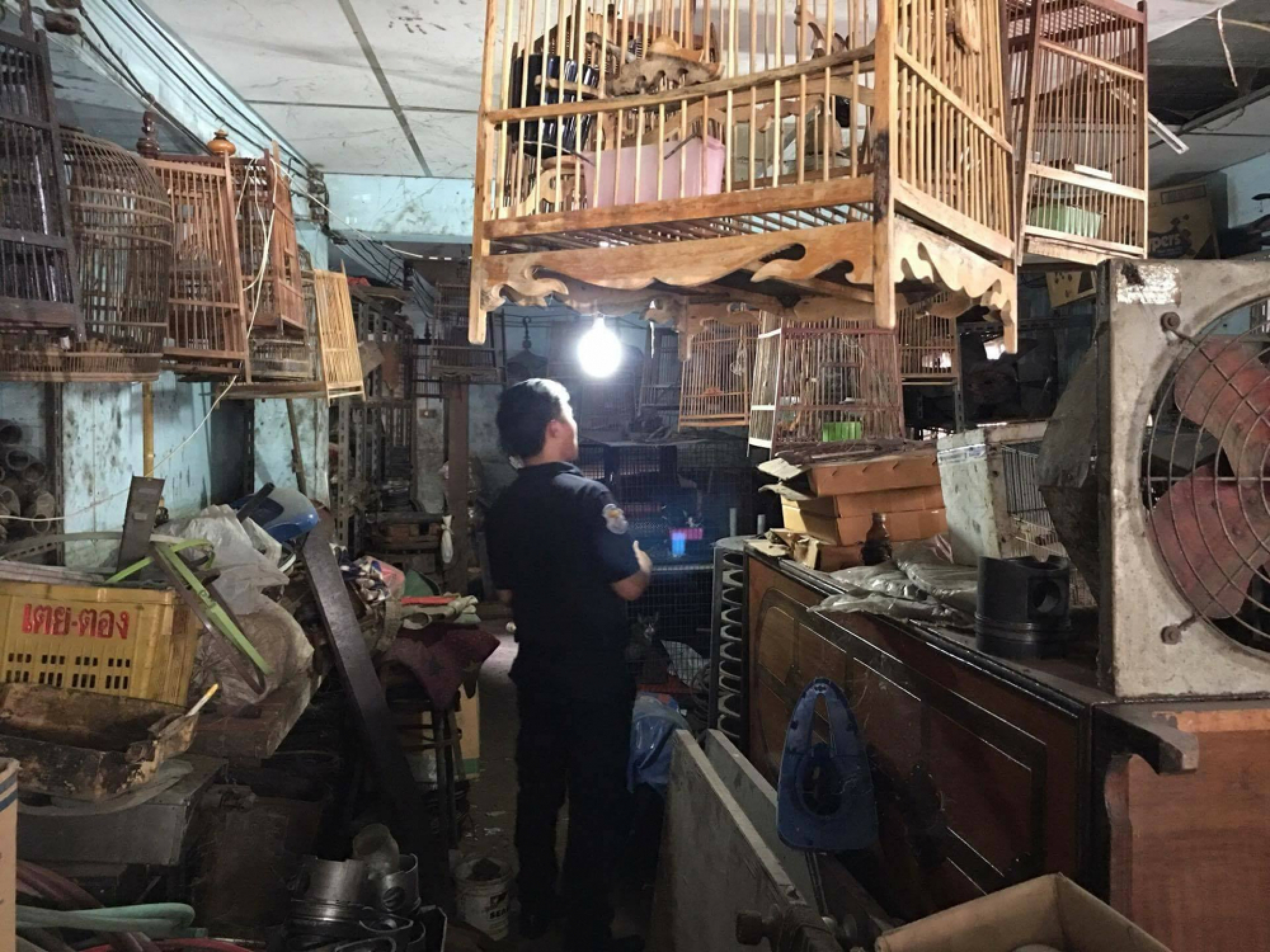 Wildlife taskforce seizes 50 protected birds from Don Mueang business owner