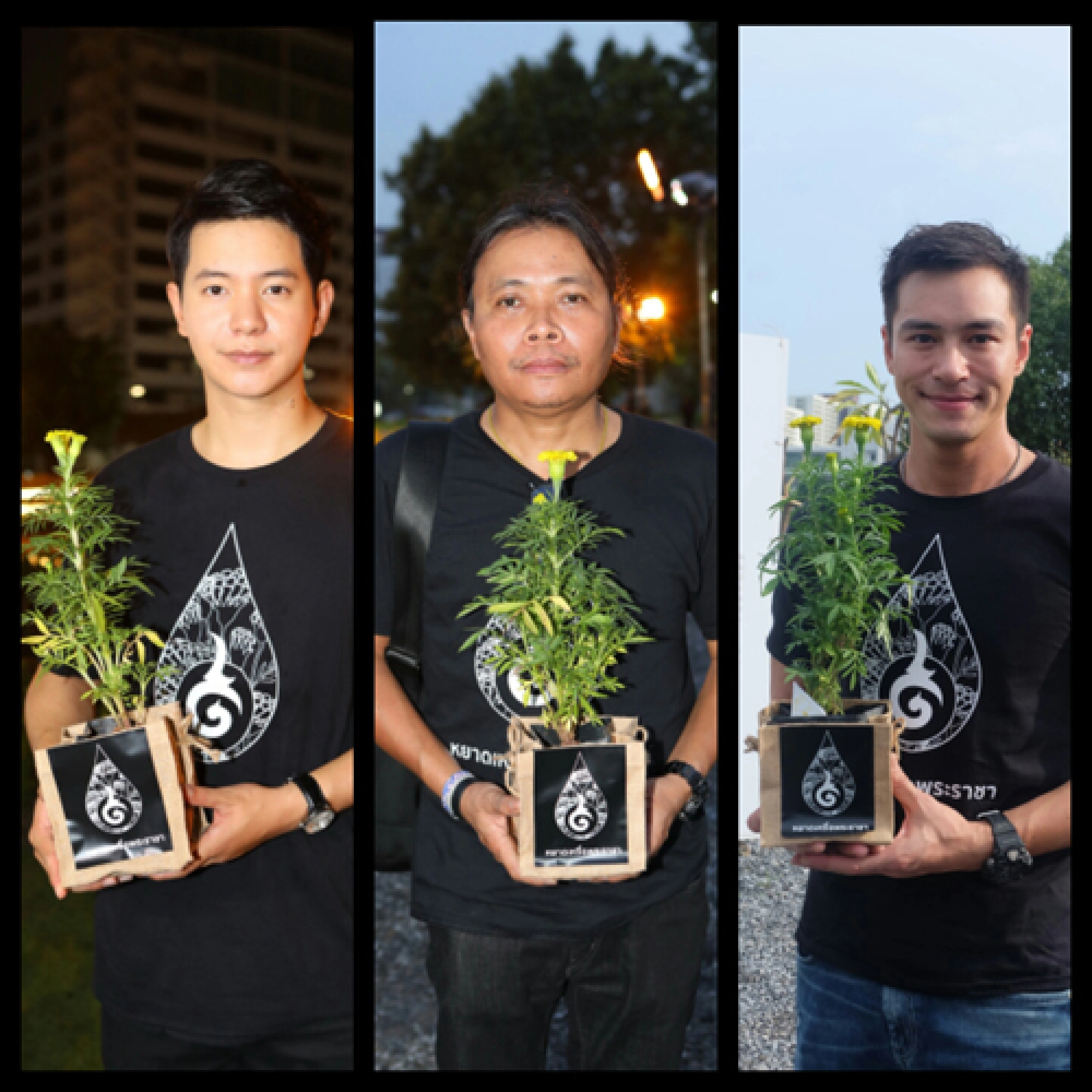 Planting a sea of yellow