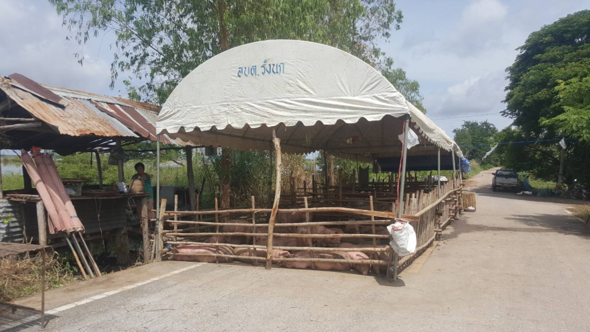 Pigs relocate to dry roads as Phichit farms inundated