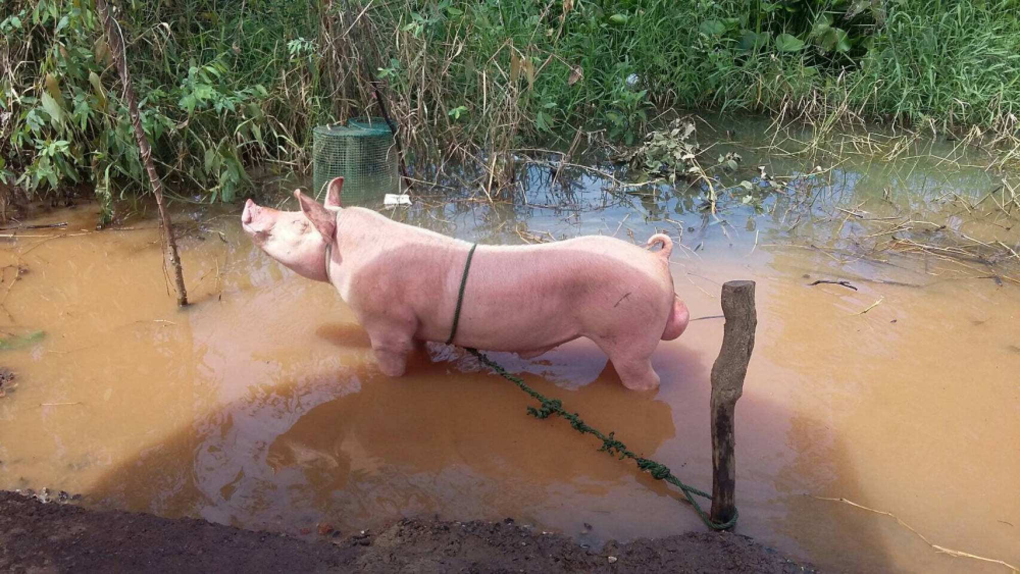 Pigs relocate to dry roads as Phichit farms inundated