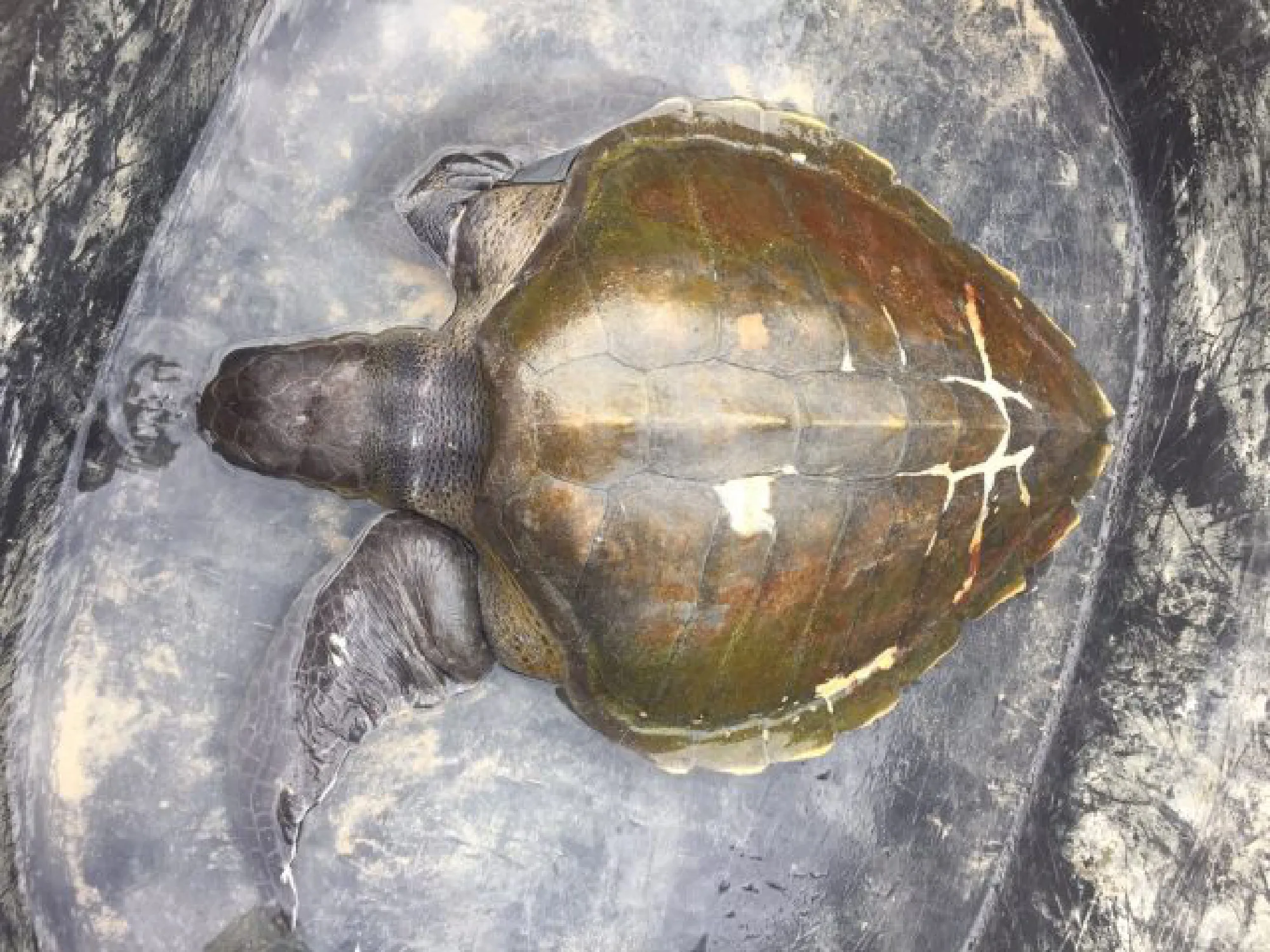 Injured turtle found at Nai Harn Beach