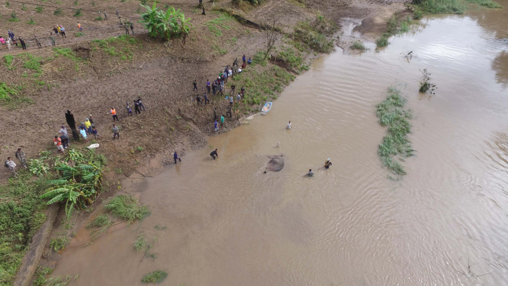 Rescuers save young elephant caught in canal