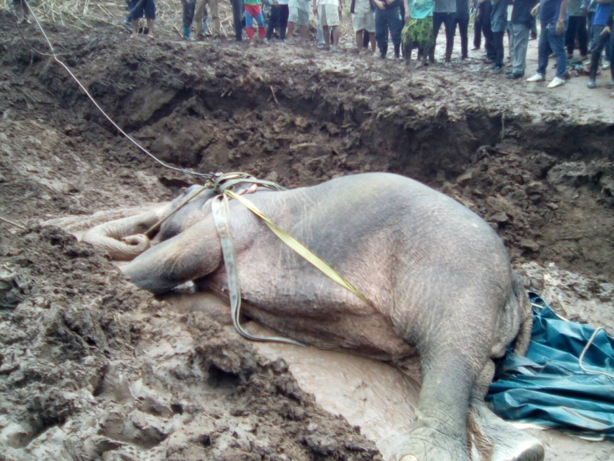 Rescuers save young elephant caught in canal