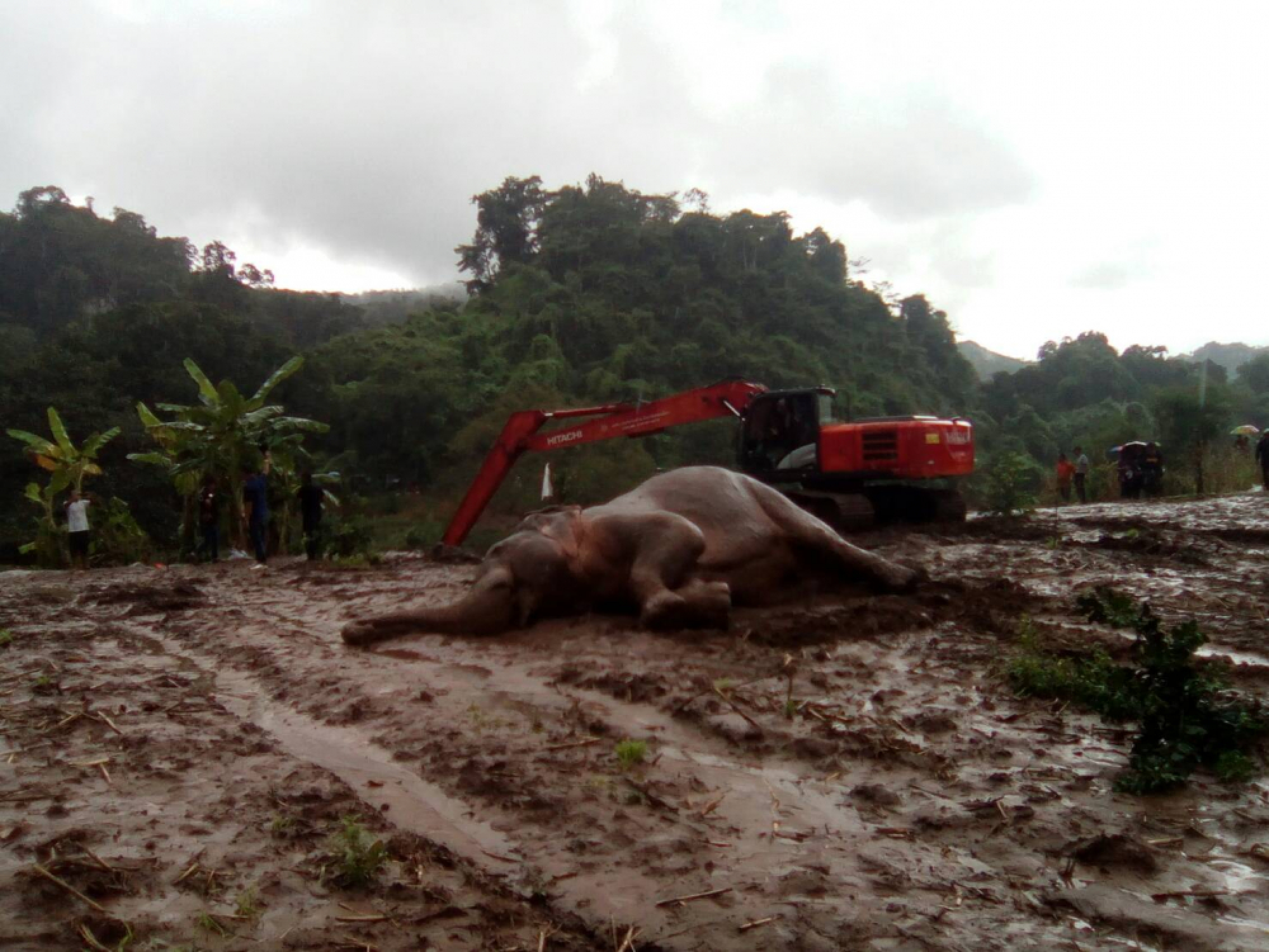 Rescuers save young elephant caught in canal