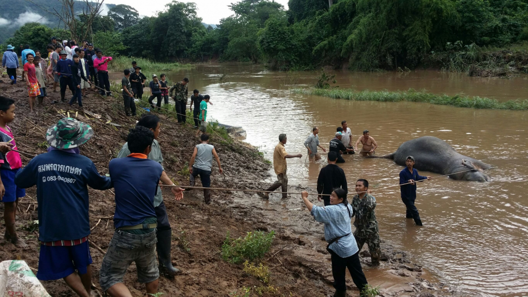 Rescuers save young elephant caught in canal