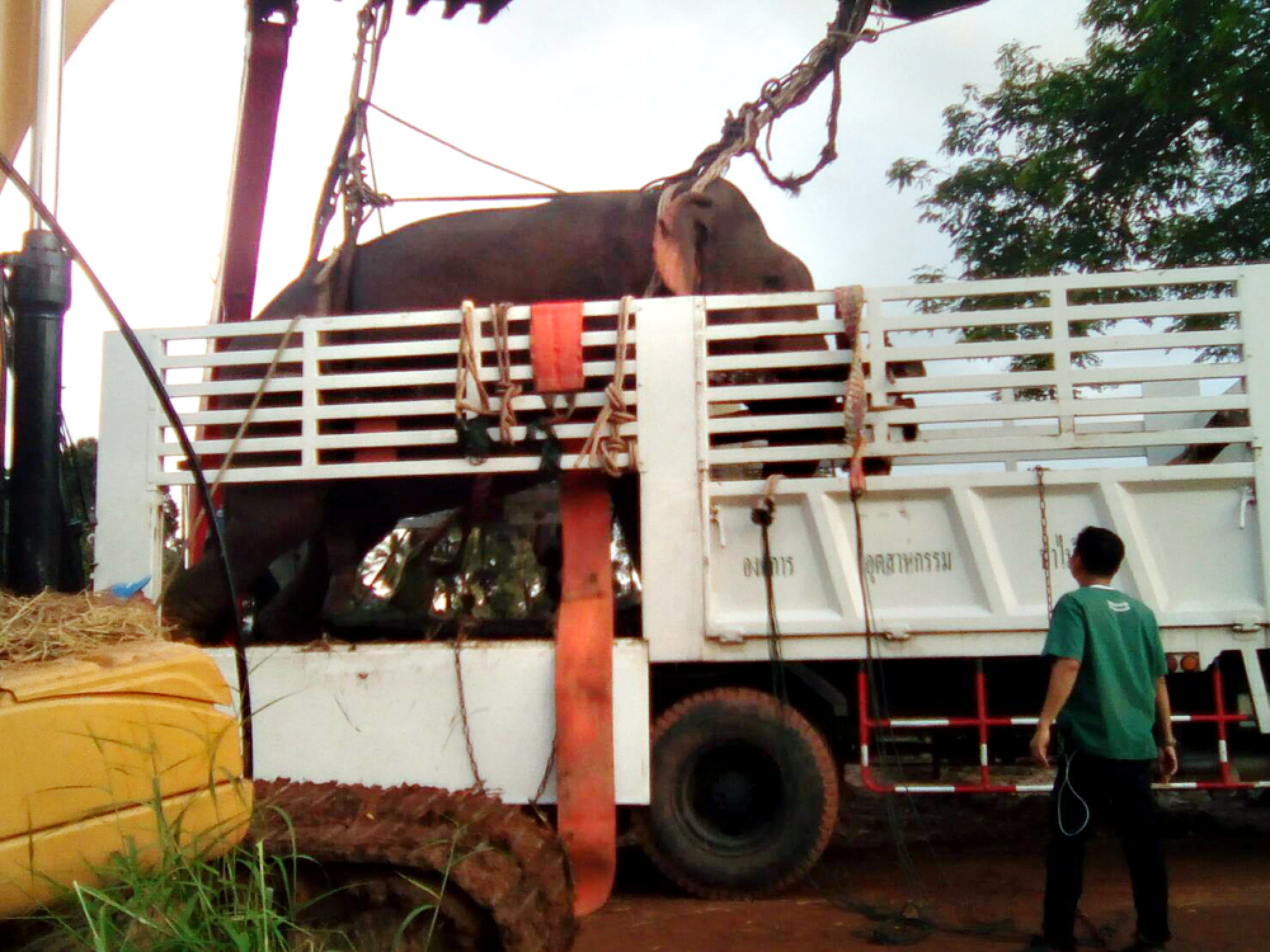 Elephant ‘Tara’ rescued from canal has 50-50 chance of survival