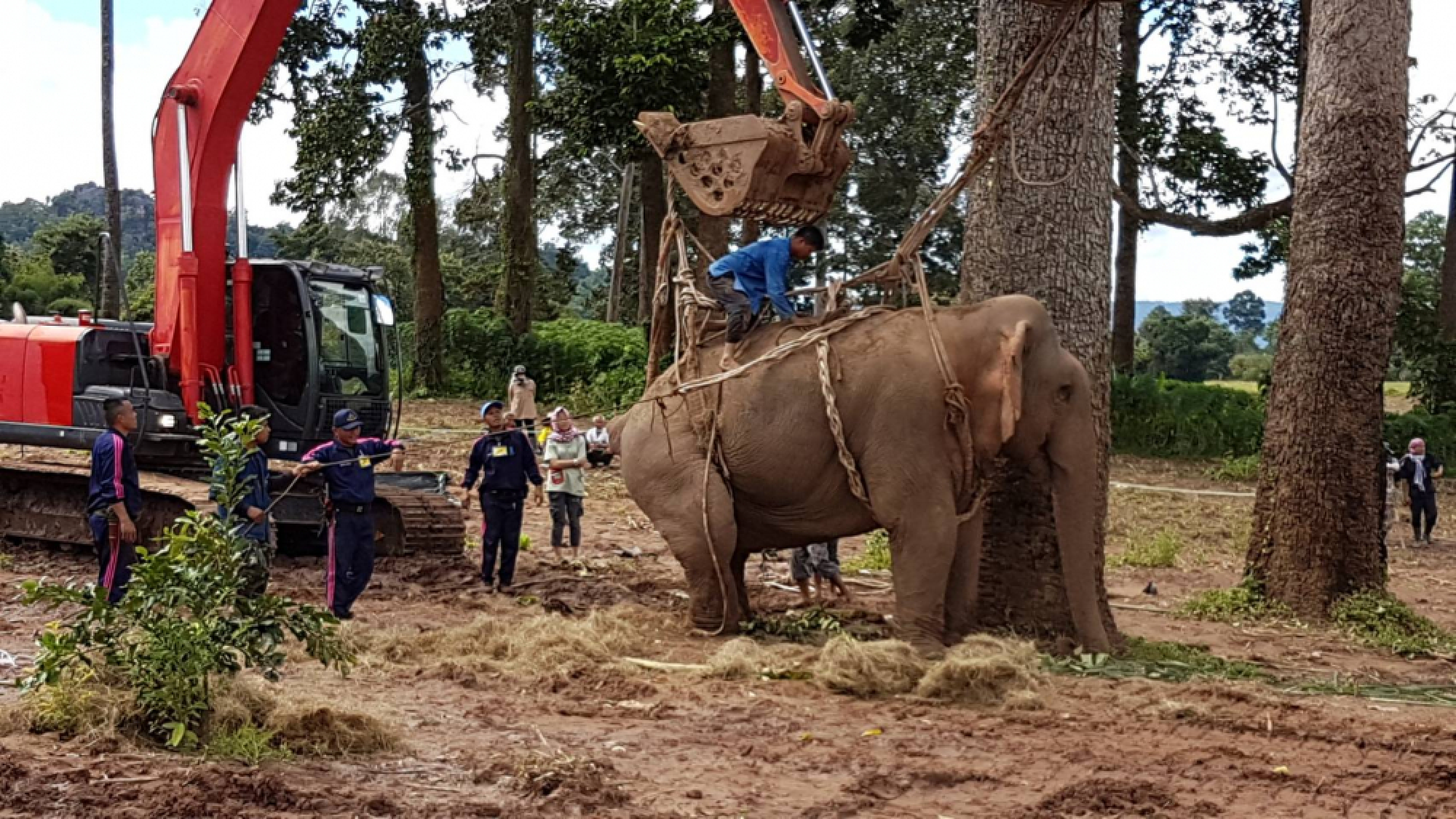 Elephant ‘Tara’ rescued from canal has 50-50 chance of survival