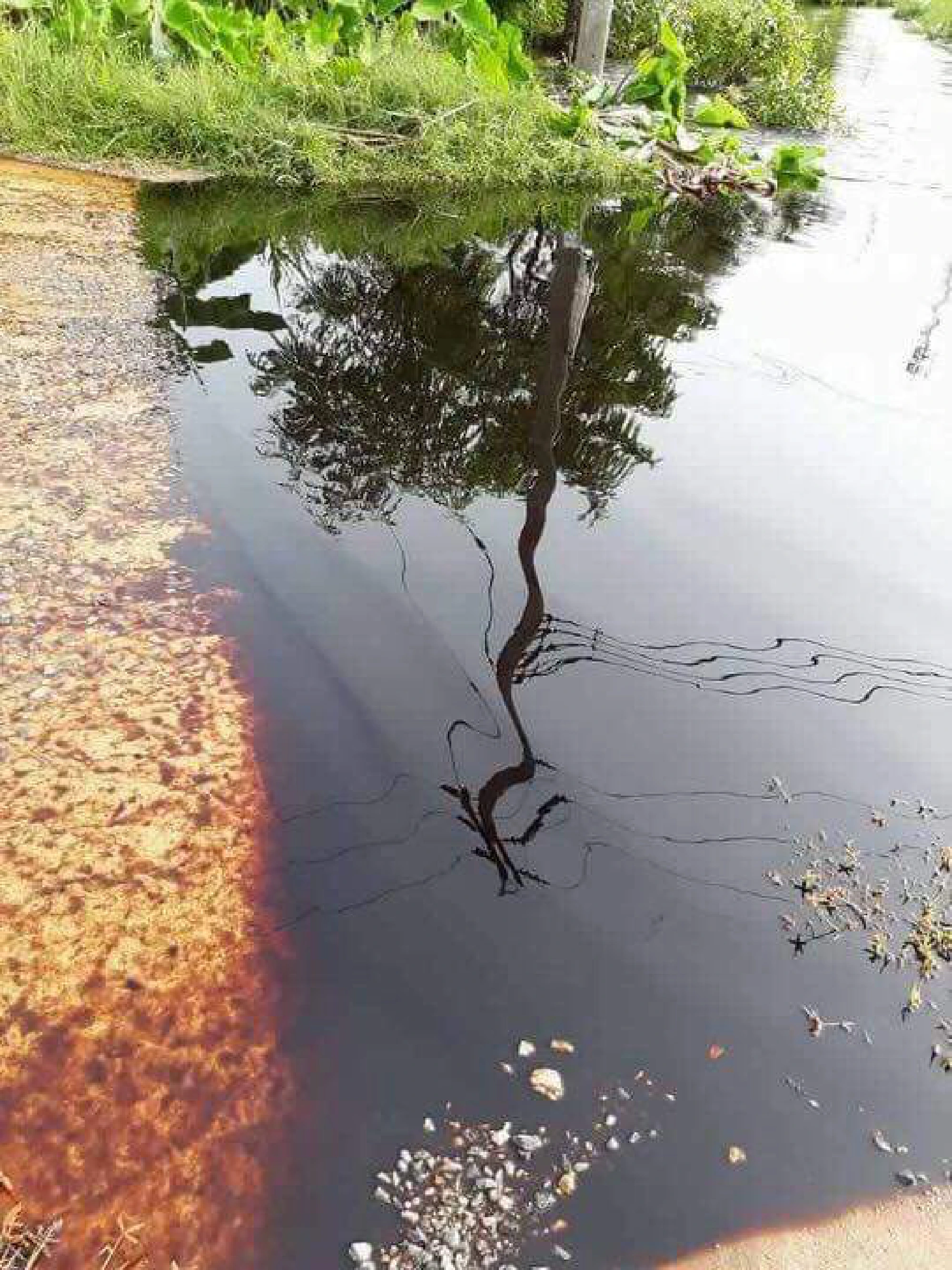 Ethanol plant closed after waste spill