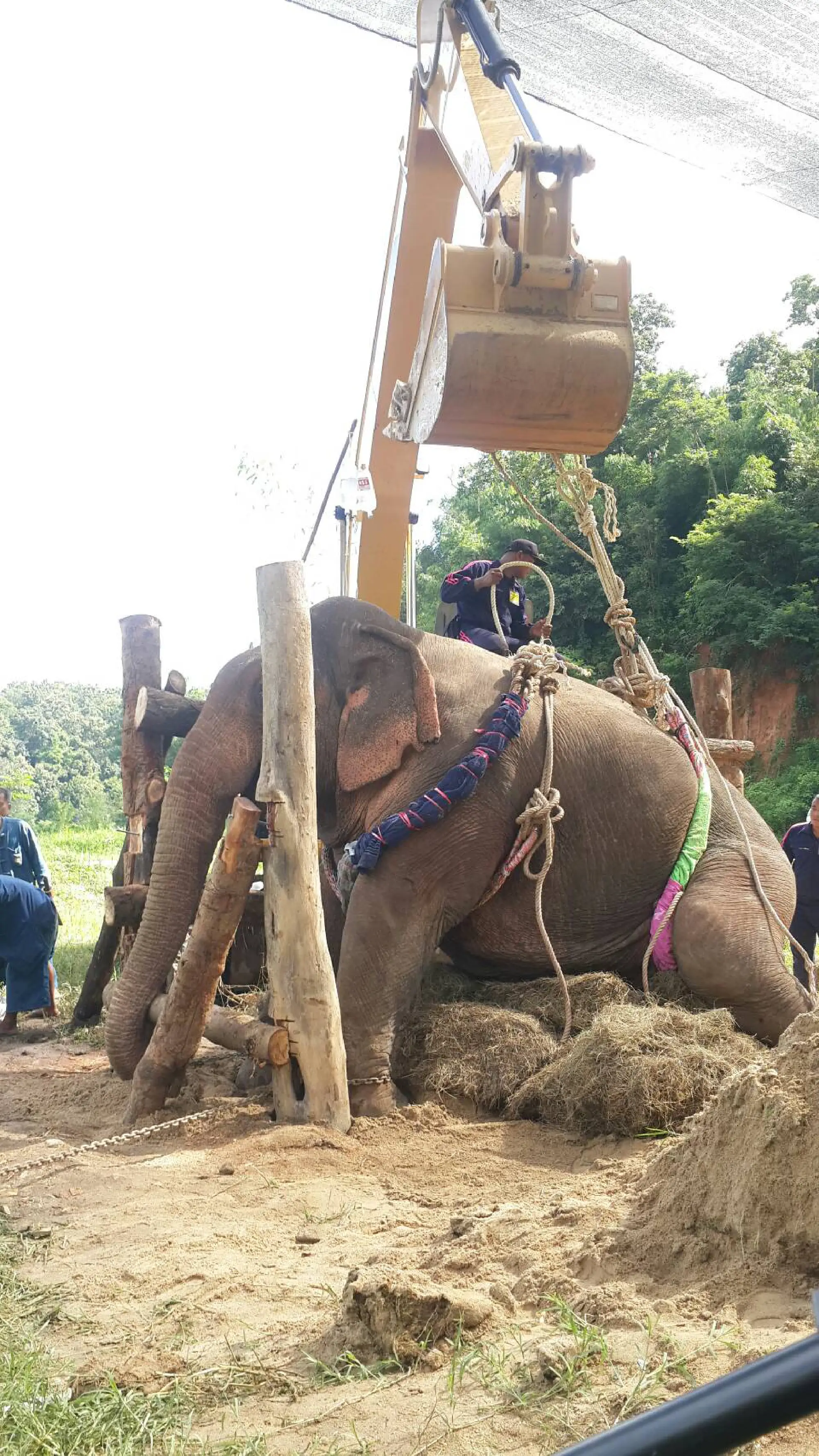 Vet team treats Tara after 10-hour trip to hospital