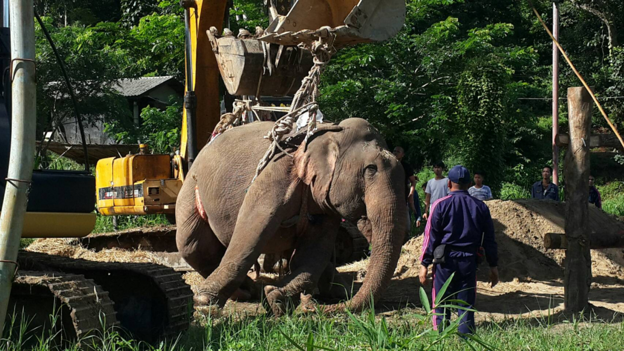 Vet team treats Tara after 10-hour trip to hospital