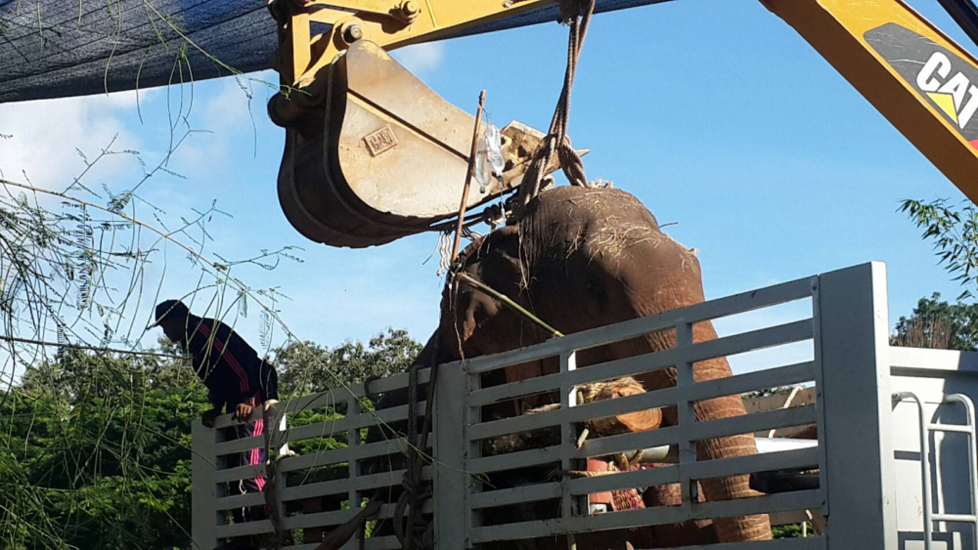 Vet team treats Tara after 10-hour trip to hospital