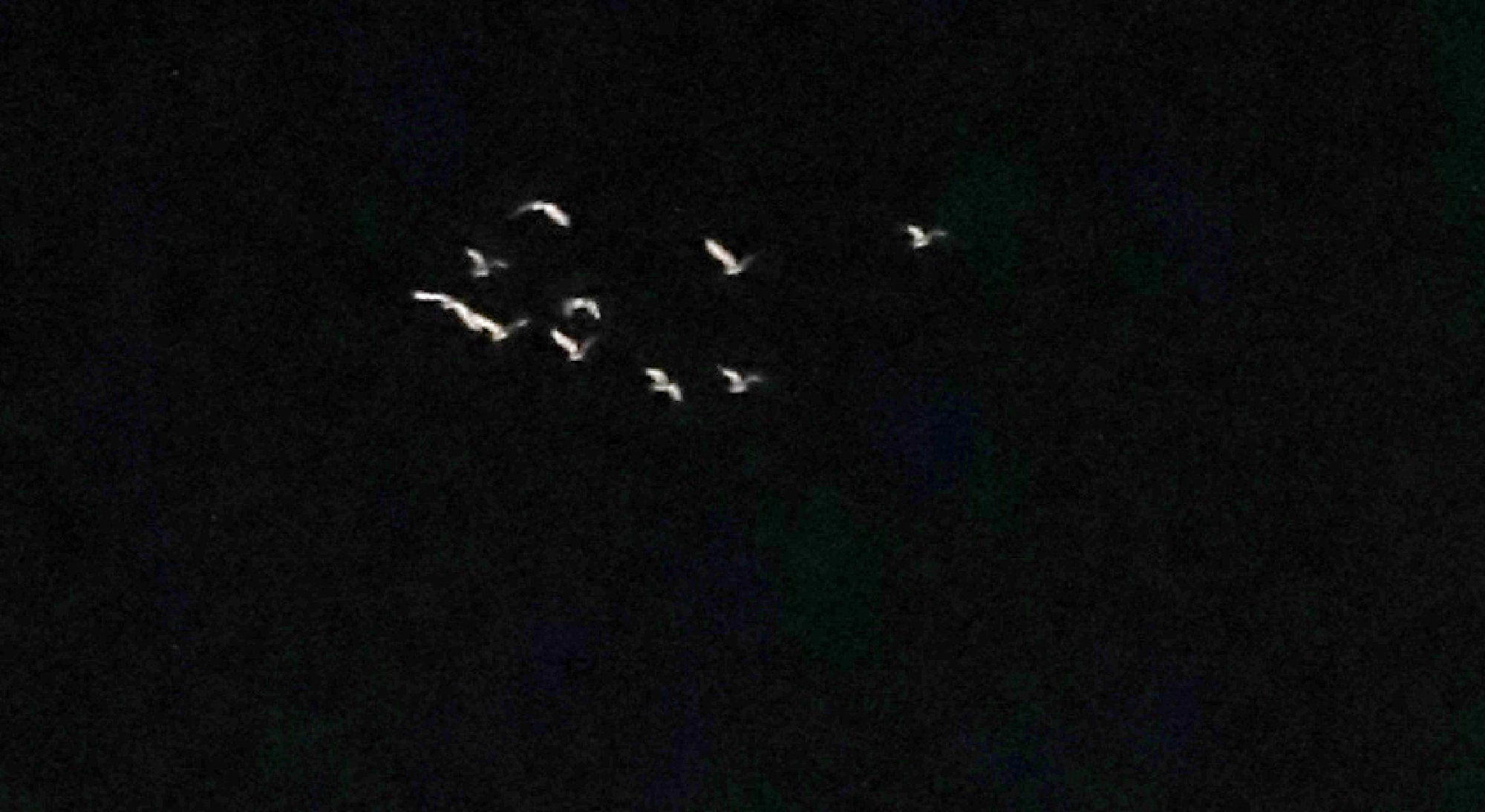 Were white birds seen in Sanam Luang mystical – or just lost?