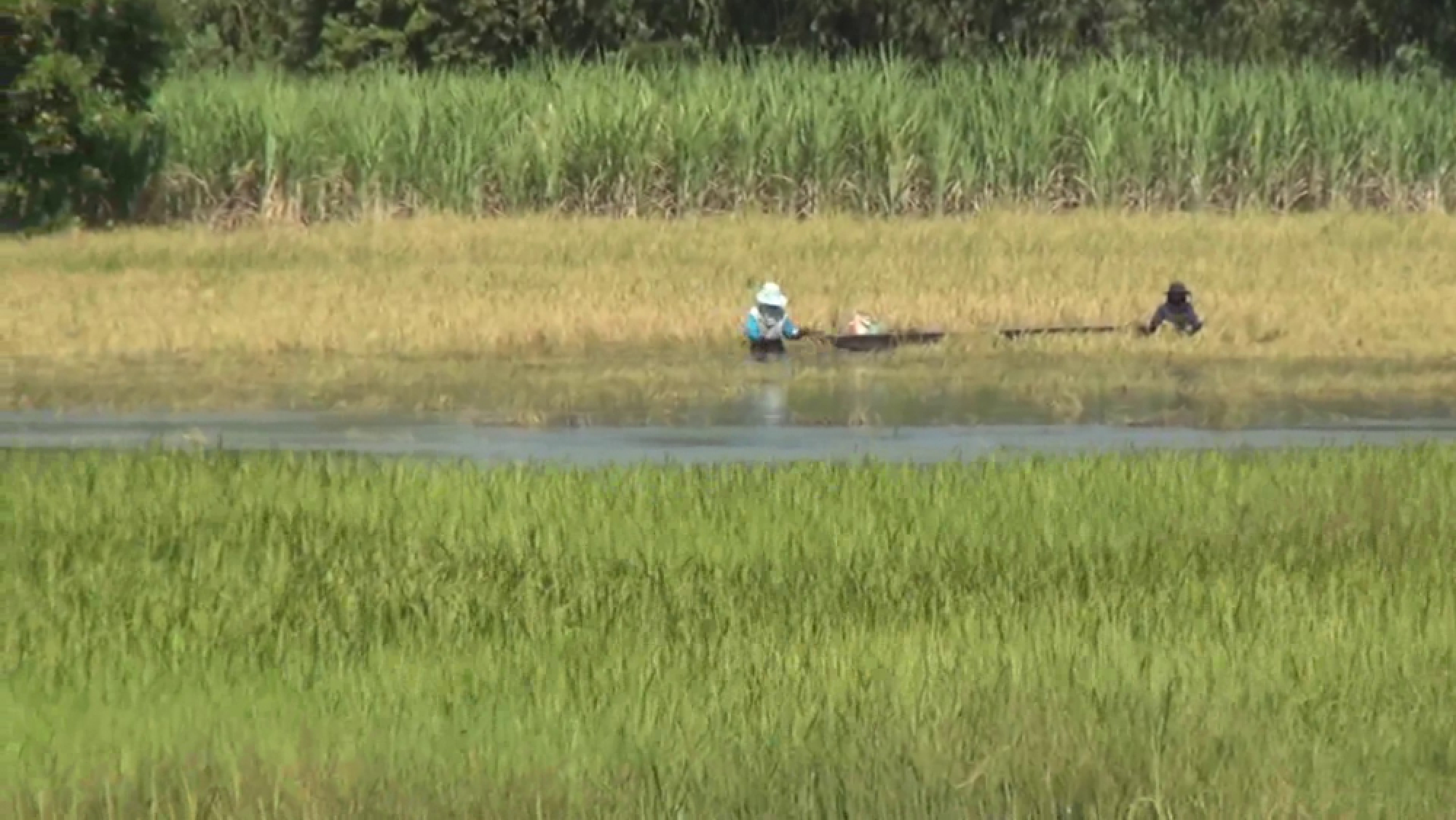 Buri Ram farmers sun-dry salvaged rice grains