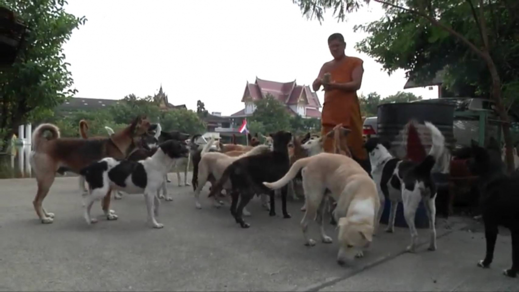 Monks appeal for food for stray dogs at flooded temple